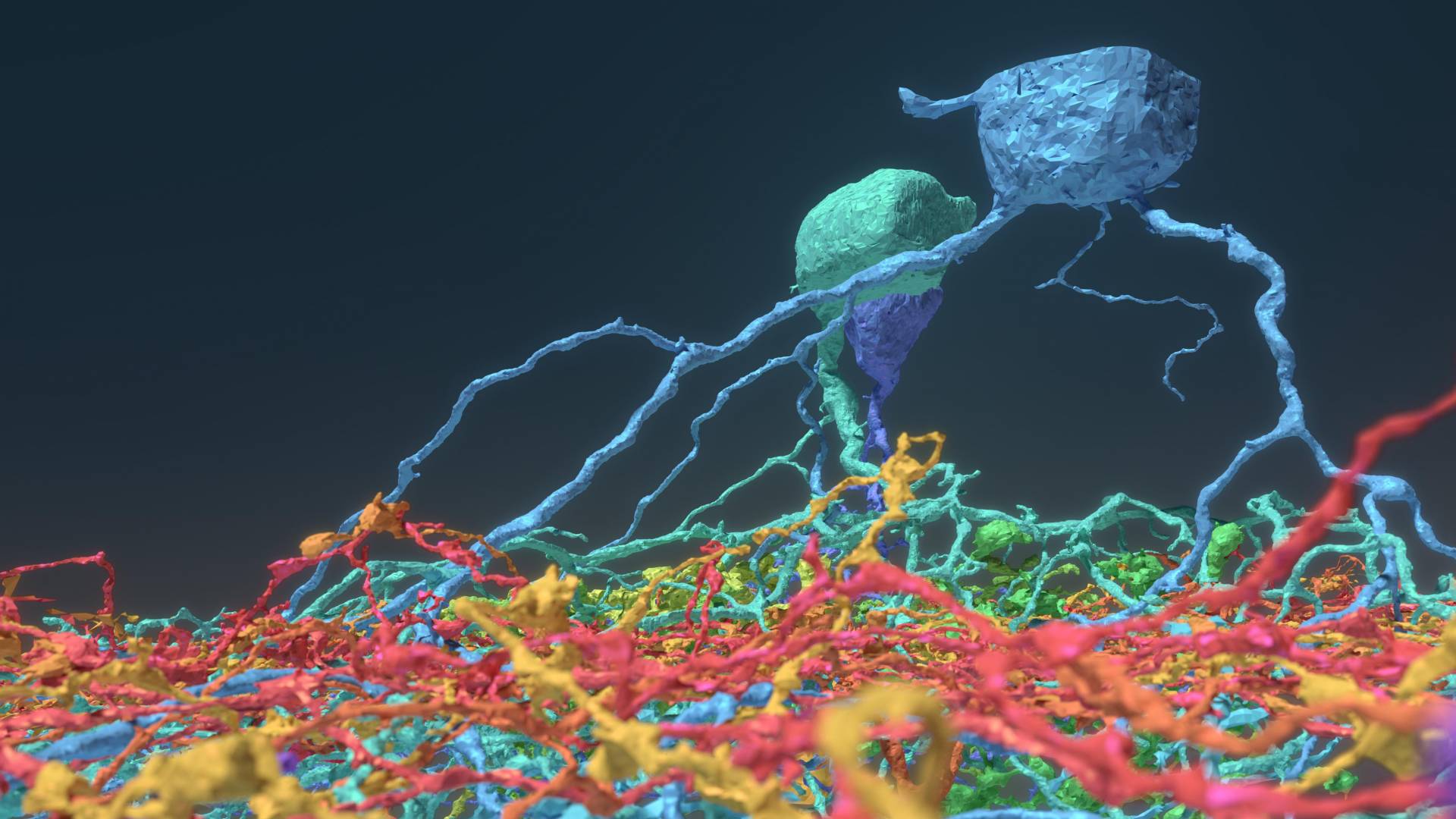Neurons mapped by video game players