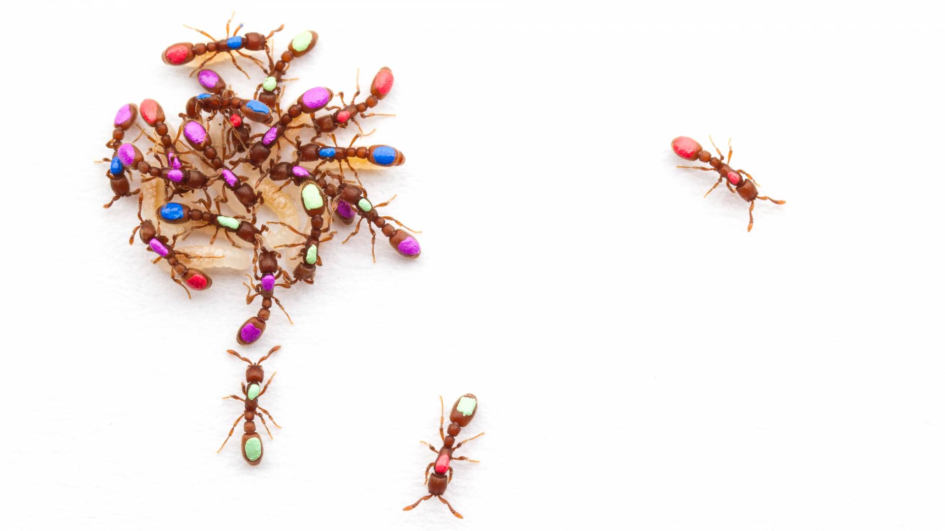 Ant-y social: Successful ant colonies hint at how societies evolve