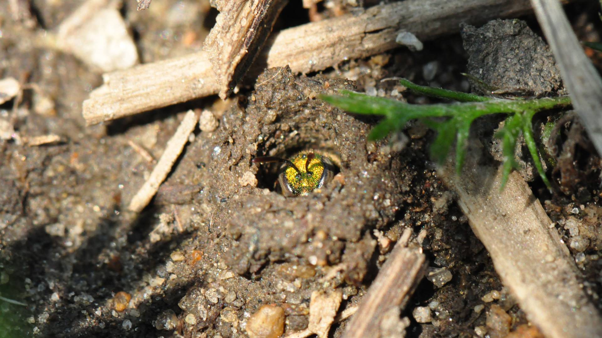 Sweat bee nest on the ground