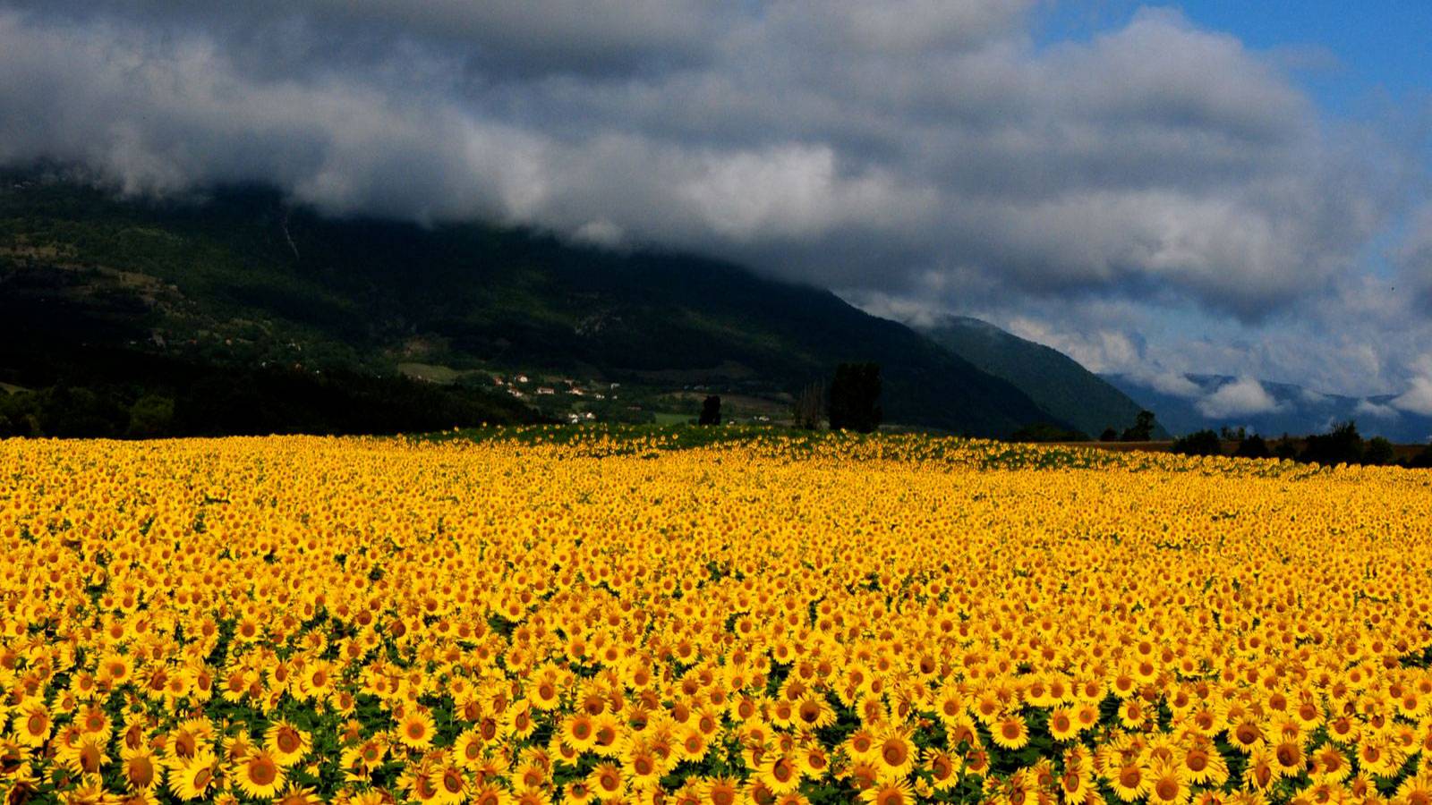 Field of yellow flowers with mountains in background