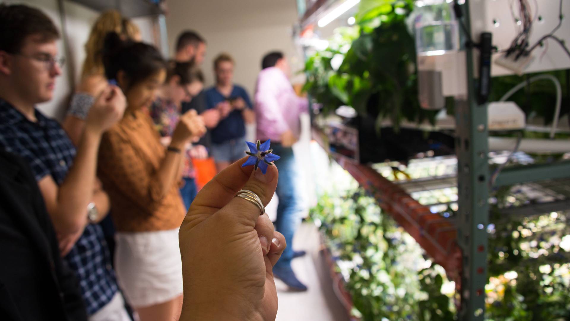 hand holding a flower in foreground with students observing vertical farm project