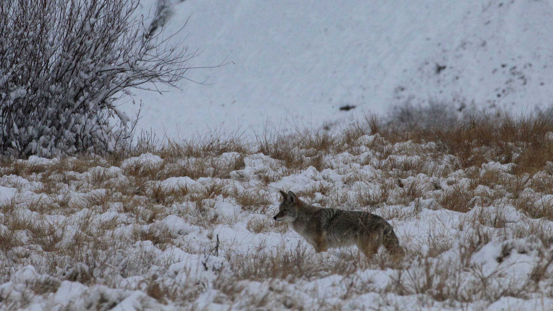 Coyote in the snow