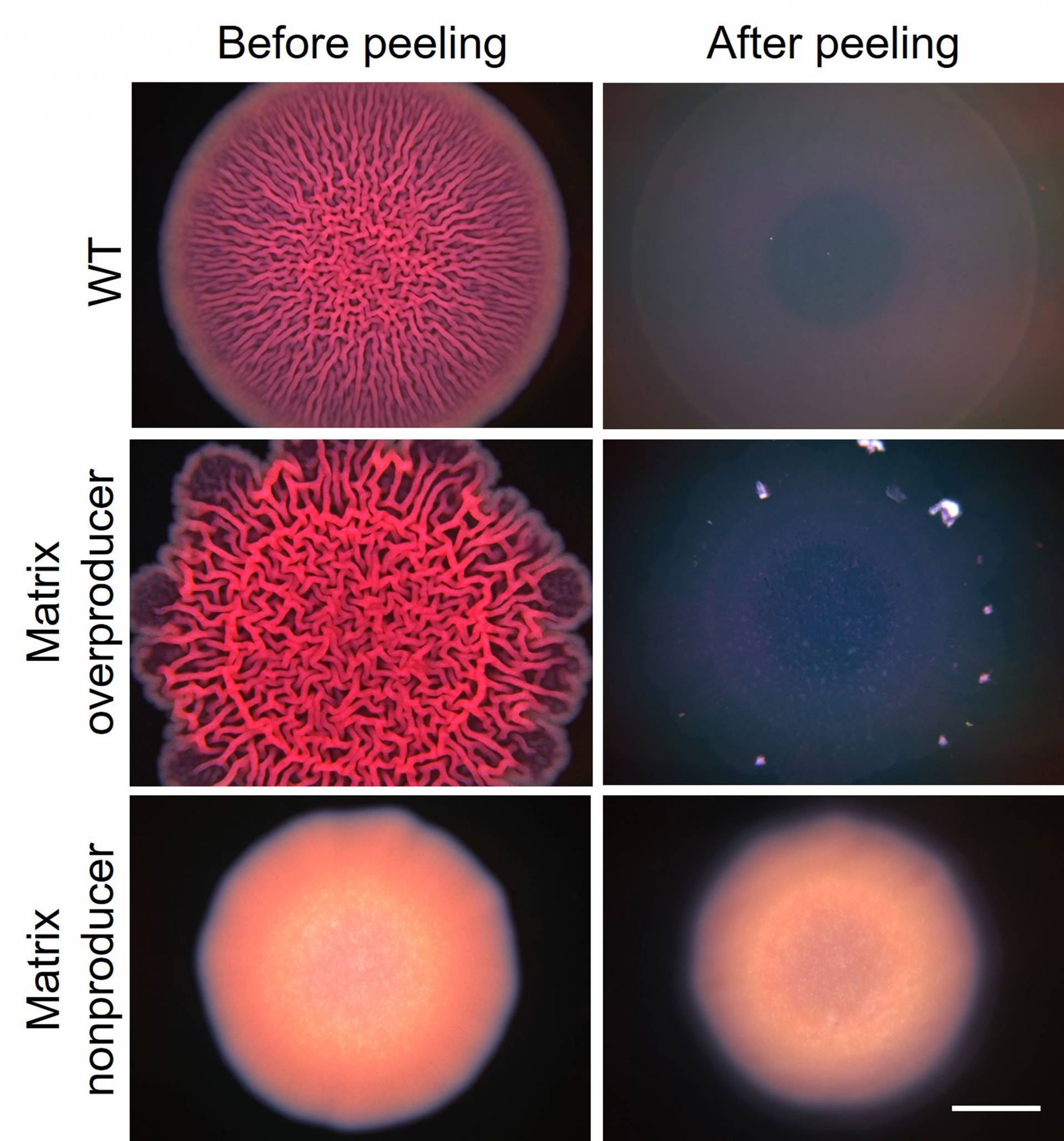 Diagram displaying biofilms before and after peeling