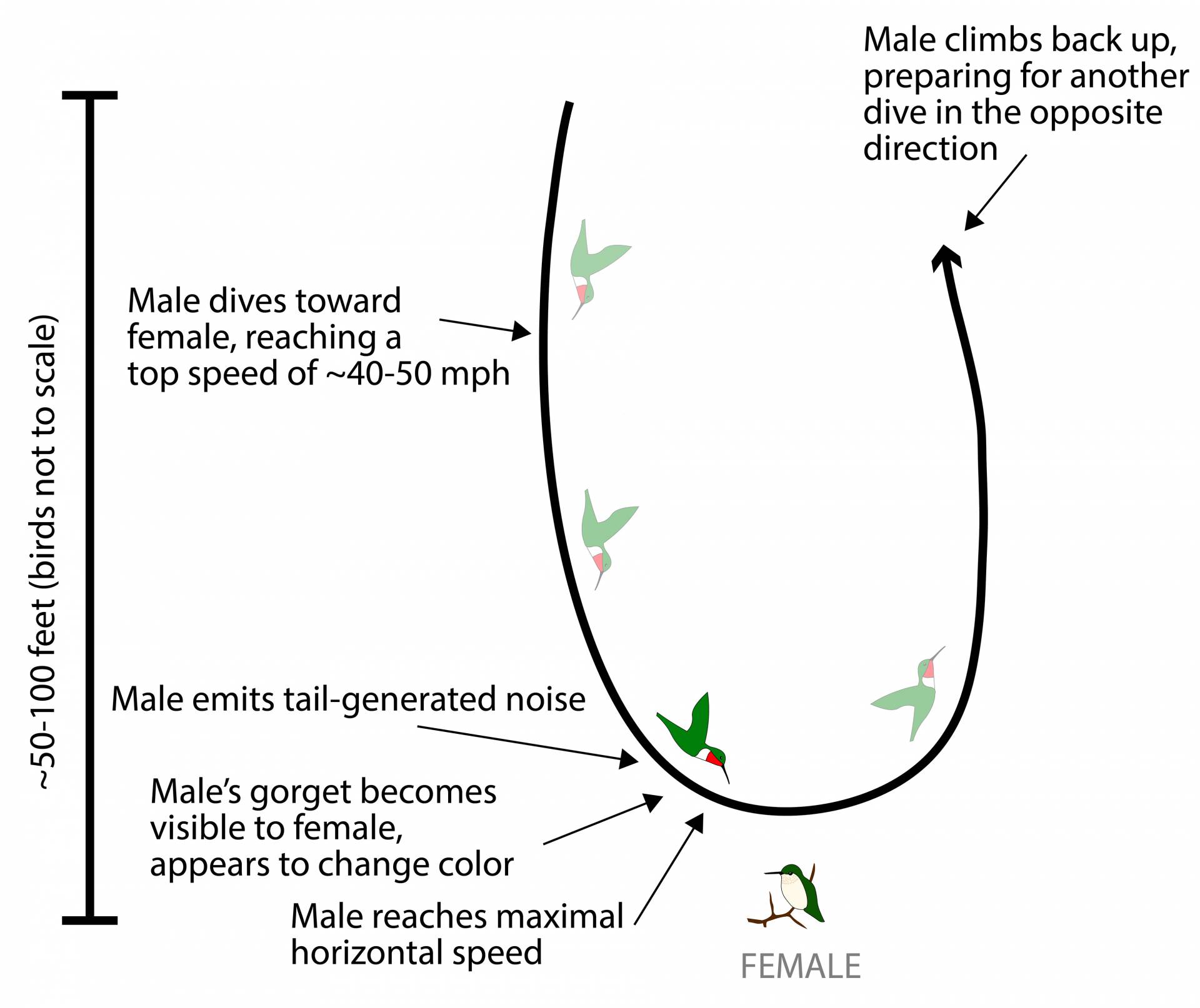 Illustration of the flight pattern and courtship rituals of hummingbirds "Male dives toward female, reaching a top speed of ~40-50 mph" "Male emits tail-generated noise" "Male's gorget becomes visible to female, appears to change color" "Male reaches maximal horizontal speed [towards female]" "Male climbs back up, preparing for another dive in the opposite direction"