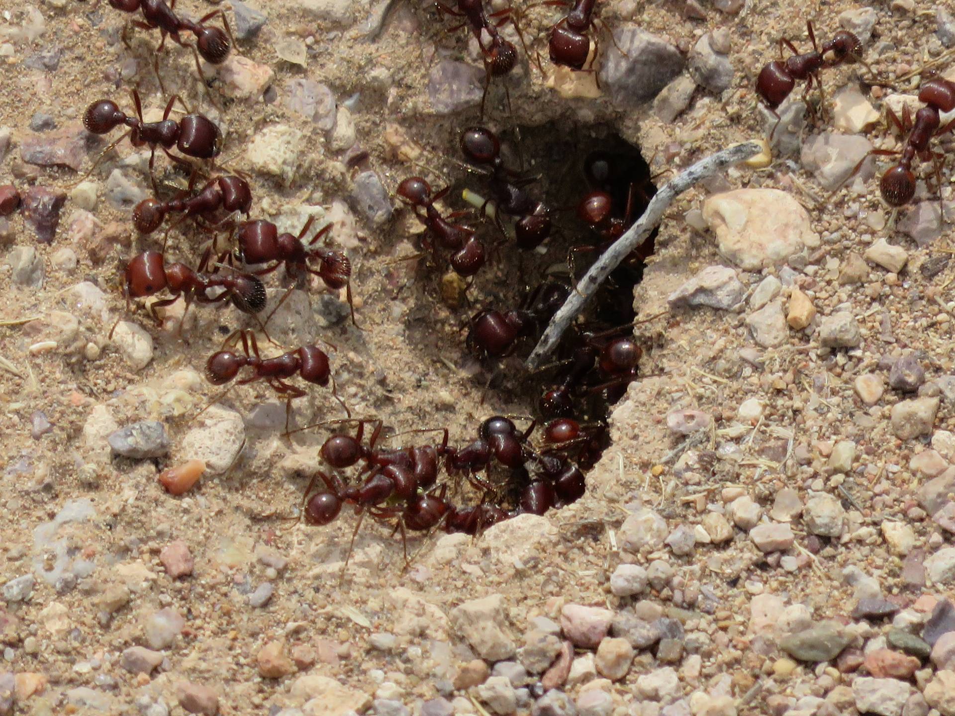 Ants crawling into a hole
