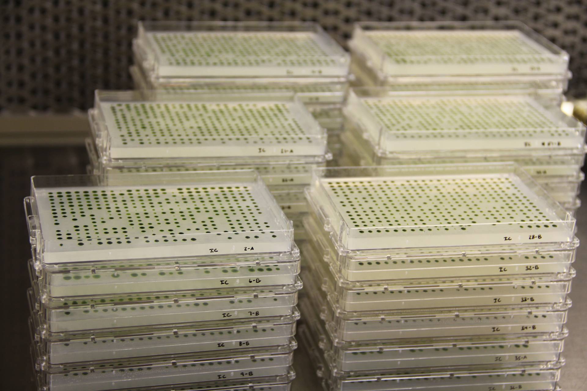 Algae growing in plastic plates stacked up