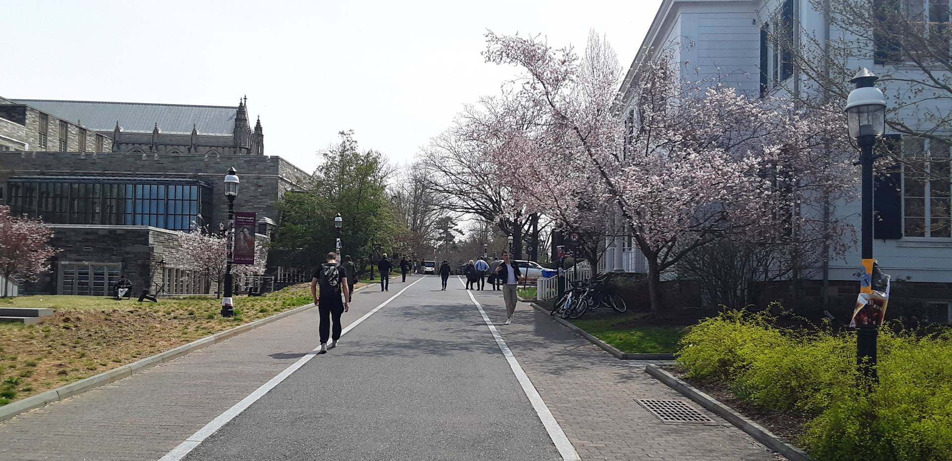 Students walk along the newly named Rivers Way, located behind Firestone Library, during cherry blossom time
