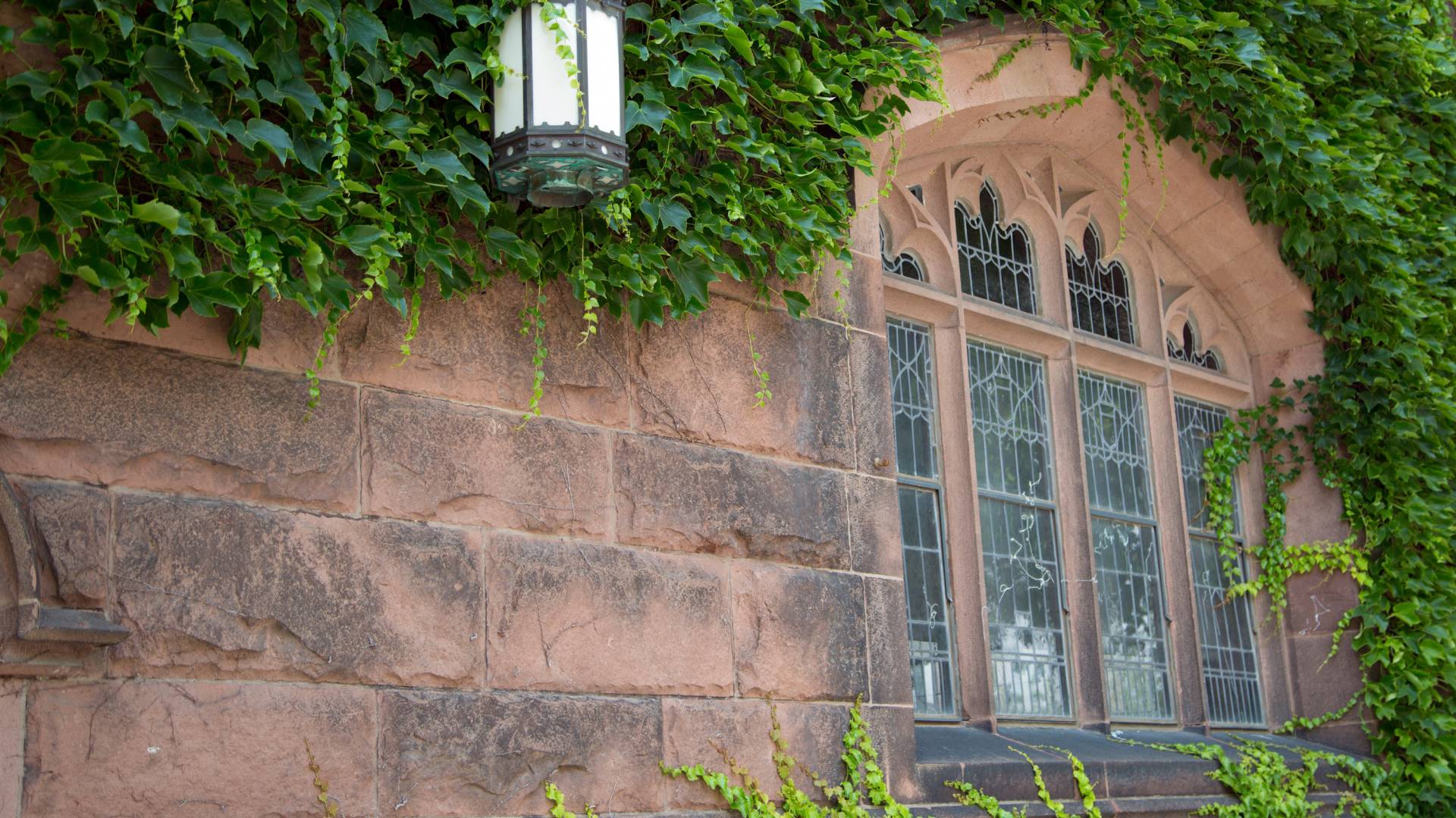 Window and lamp surrounded by ivy on outer wall of building
