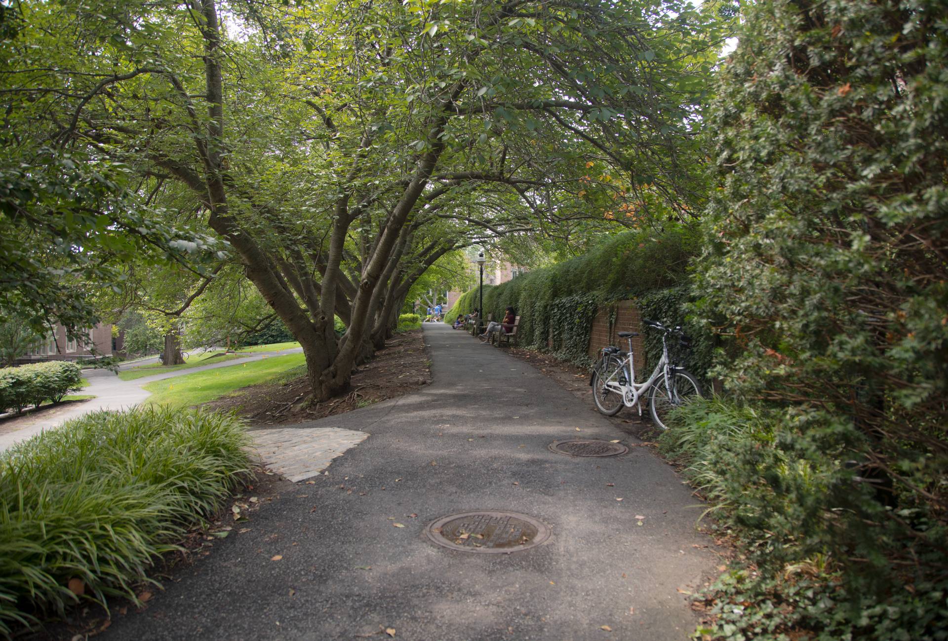 A leafy path on campus