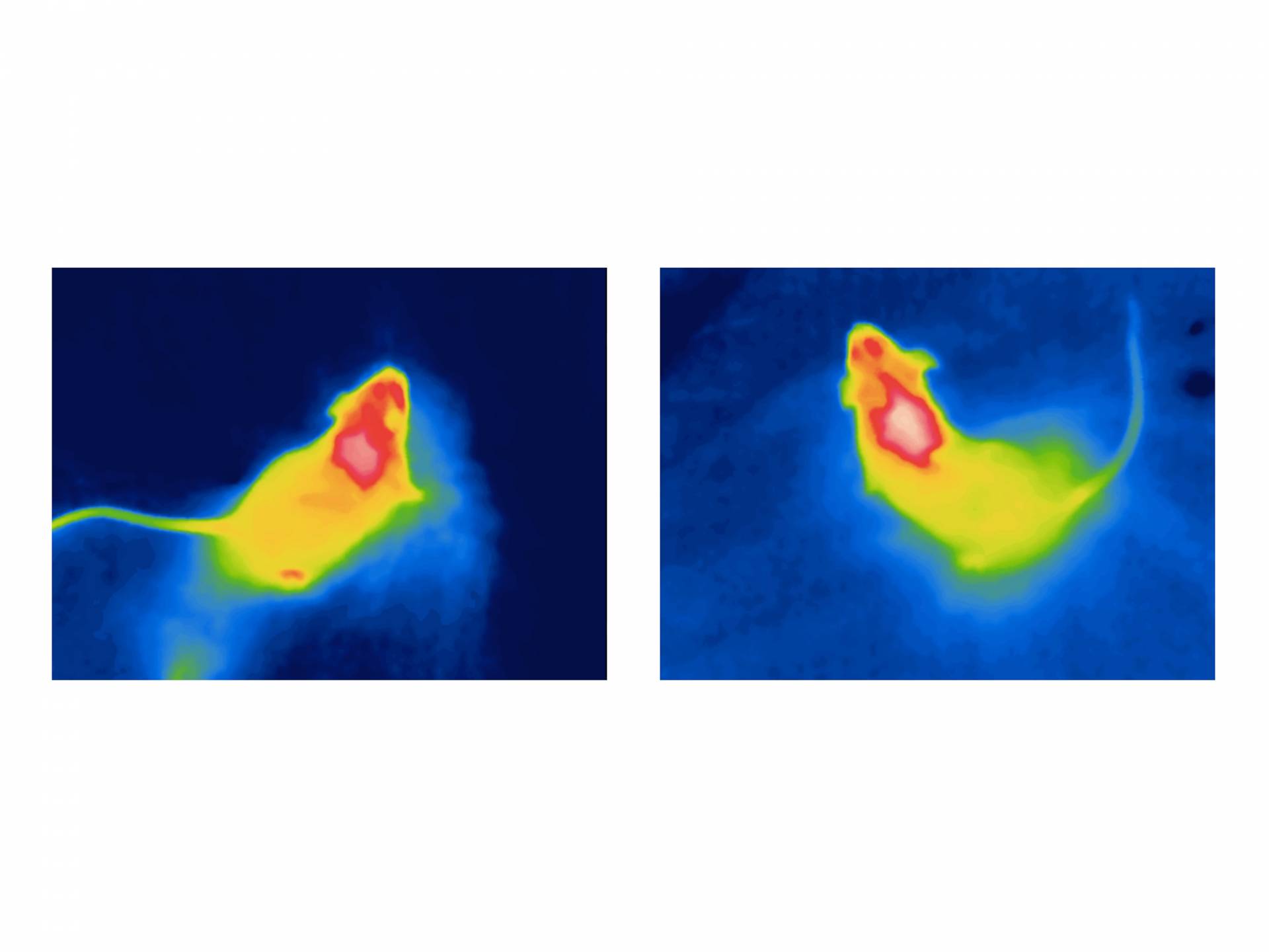 Thermal imaging of mice
