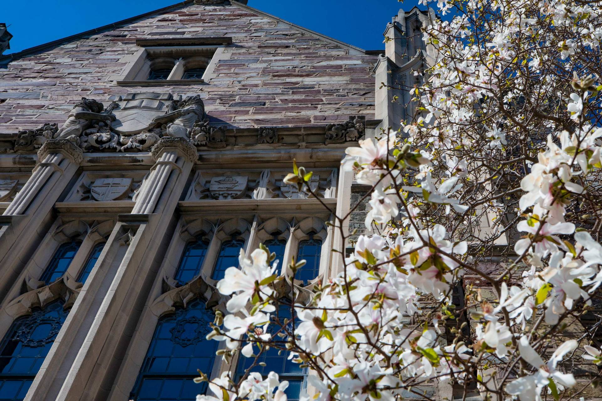 Campus beauty with white magnolias