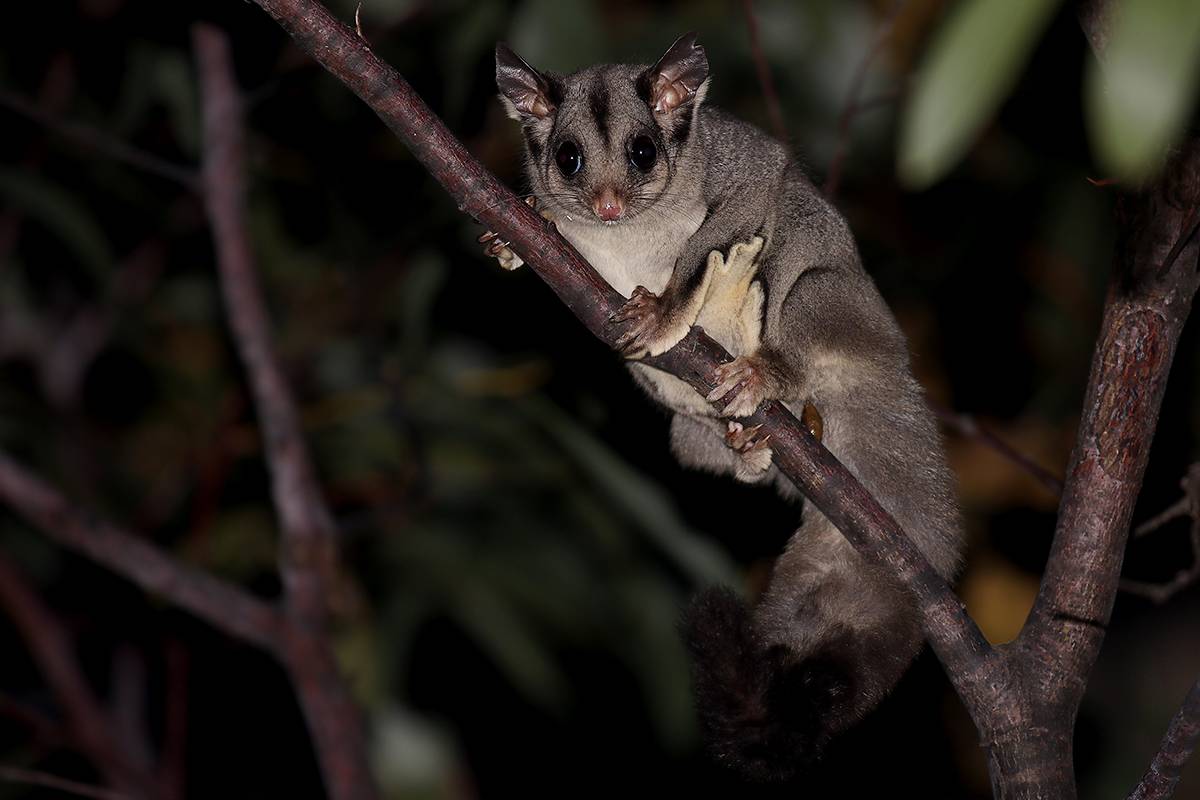 A sugar glider in a tree