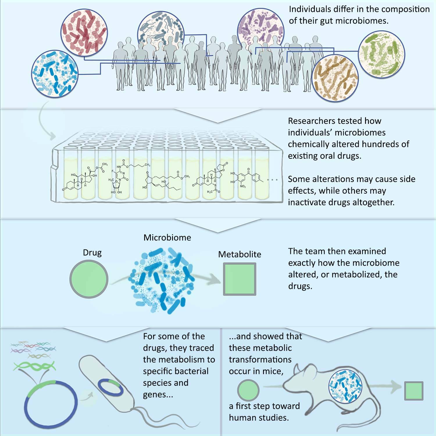 Individuals differ in the composition of their gut microbiomes. Researchers tested how individuals' microbiomes chemically altered hundreds of existing hundreds of existing oral drugs. Some alterations may cause side effects while others may inactivate drugs altogether. The team then examined exactly how For some of the drugs, they traced the metabolism to specific bacterial species and genes and showed that these metabbolic transformations occur in mice, a first step toward human studies.