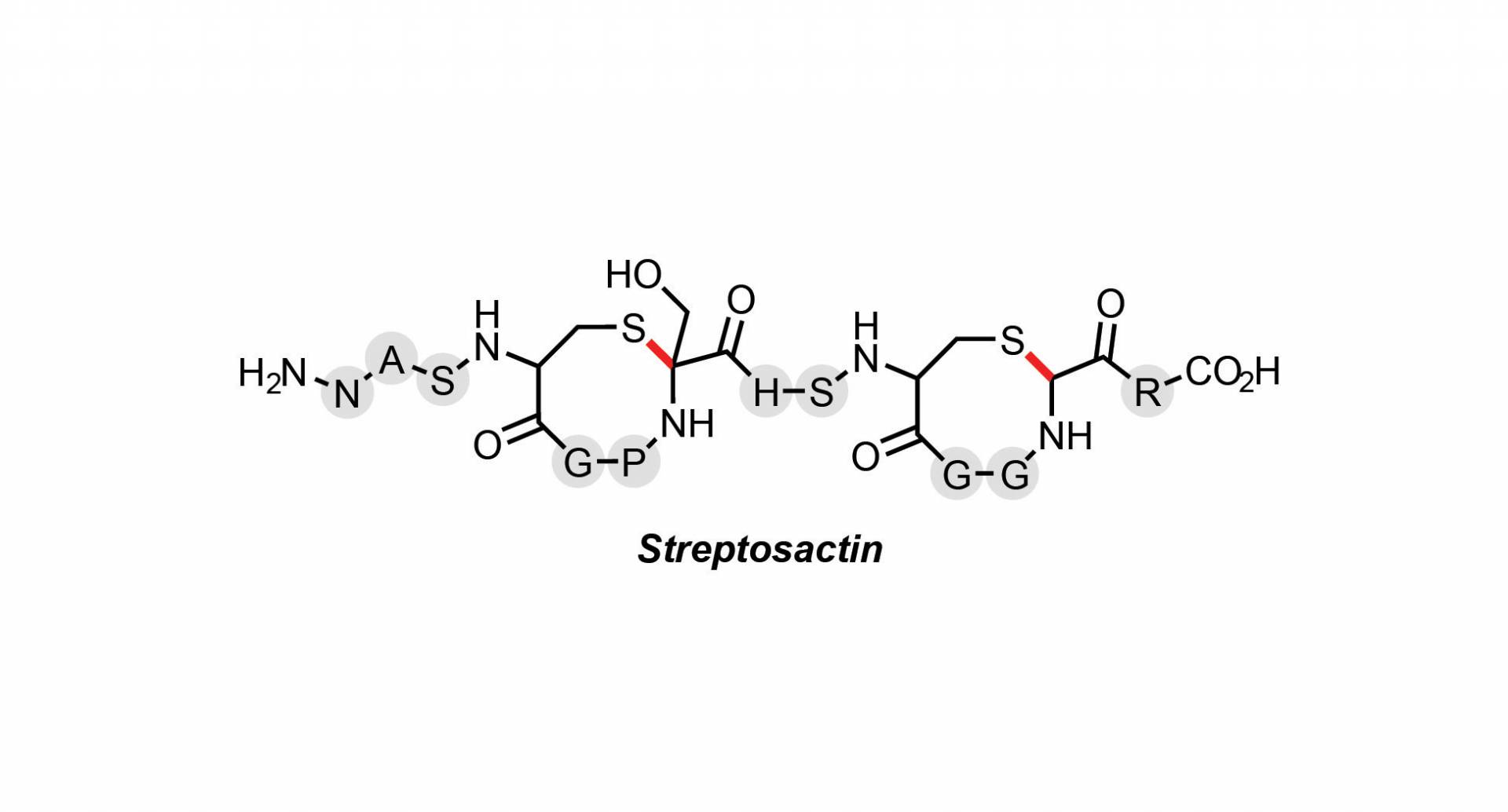 notation of the streptosactin molecule