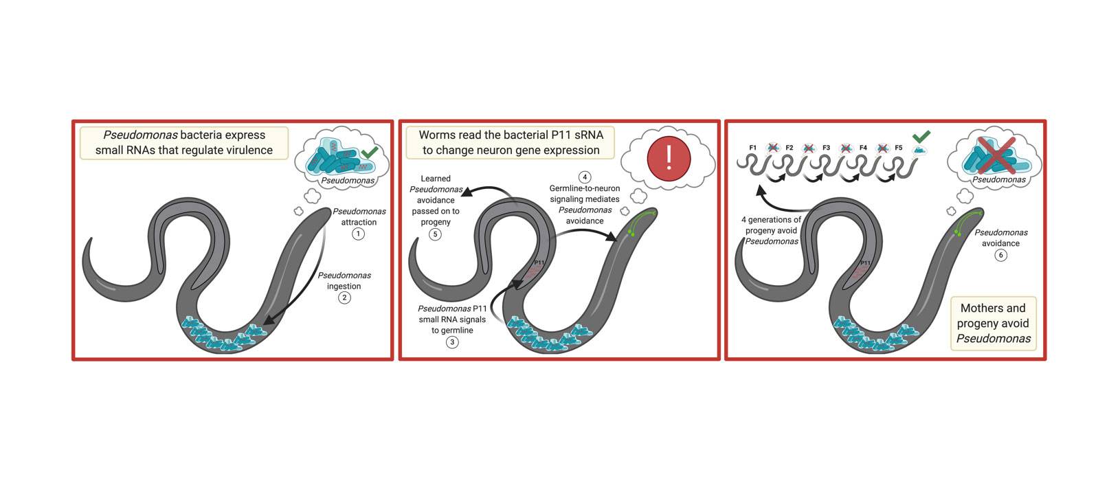 "Pseudomonas bacteria express small RNAs that regulate virulence" 1. "Pseudomonas attraction" 2. "Pseudomonas ingestion". "Worms read the bactertial P11 sRNA to change neuron gene expression." "Mothers and progeny avoid Pseudomonas"