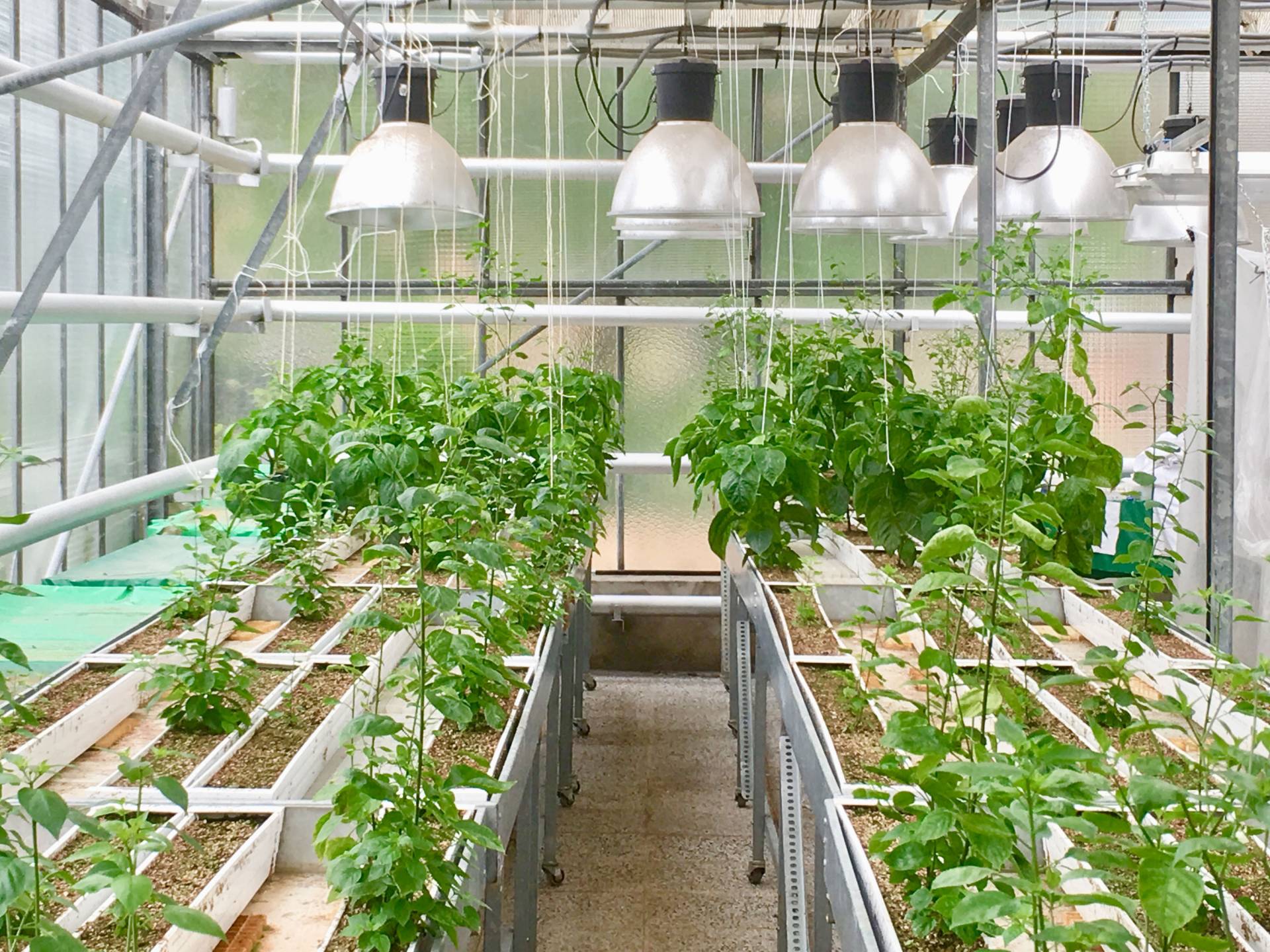 Pepper plants in a greenhouse