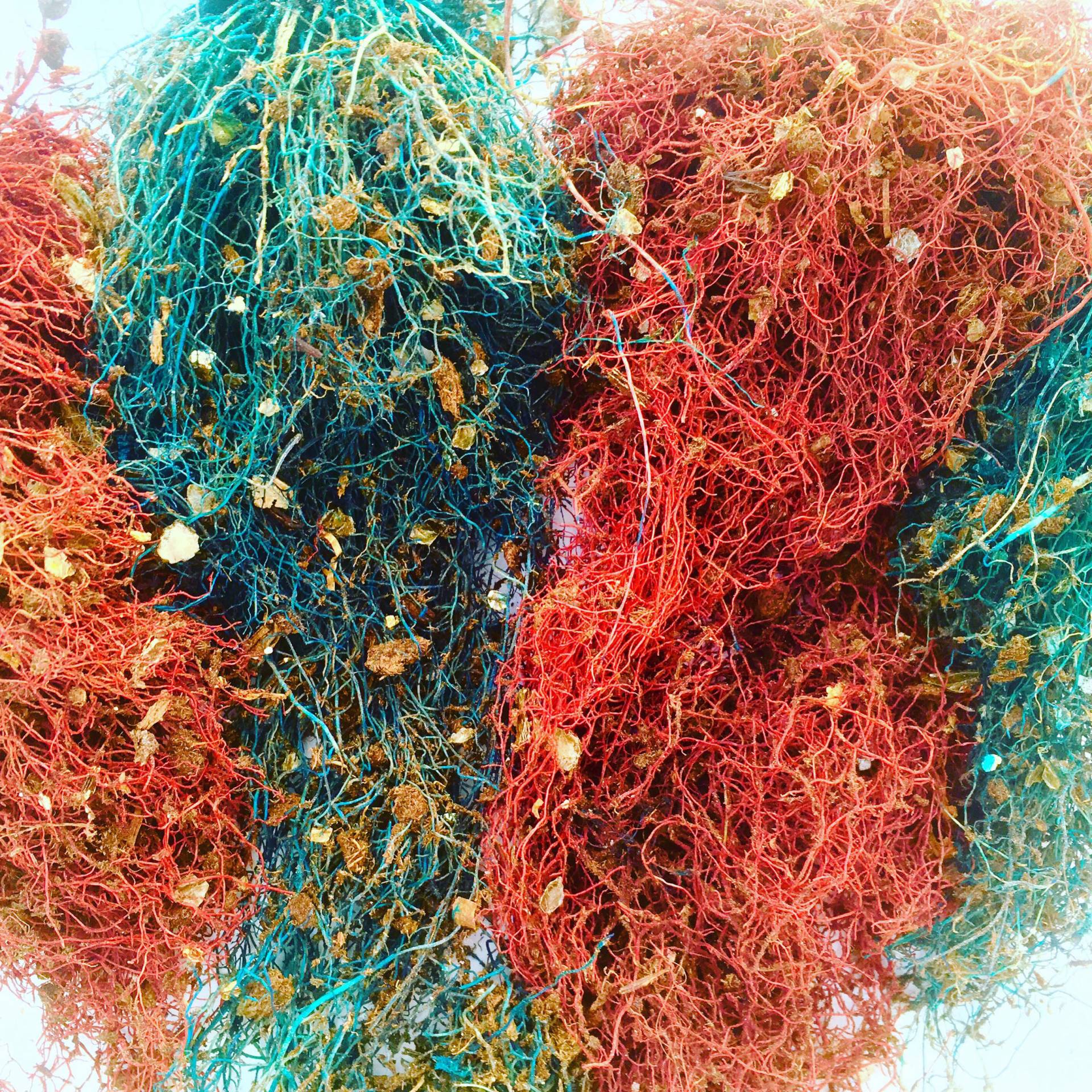 colorful root structures