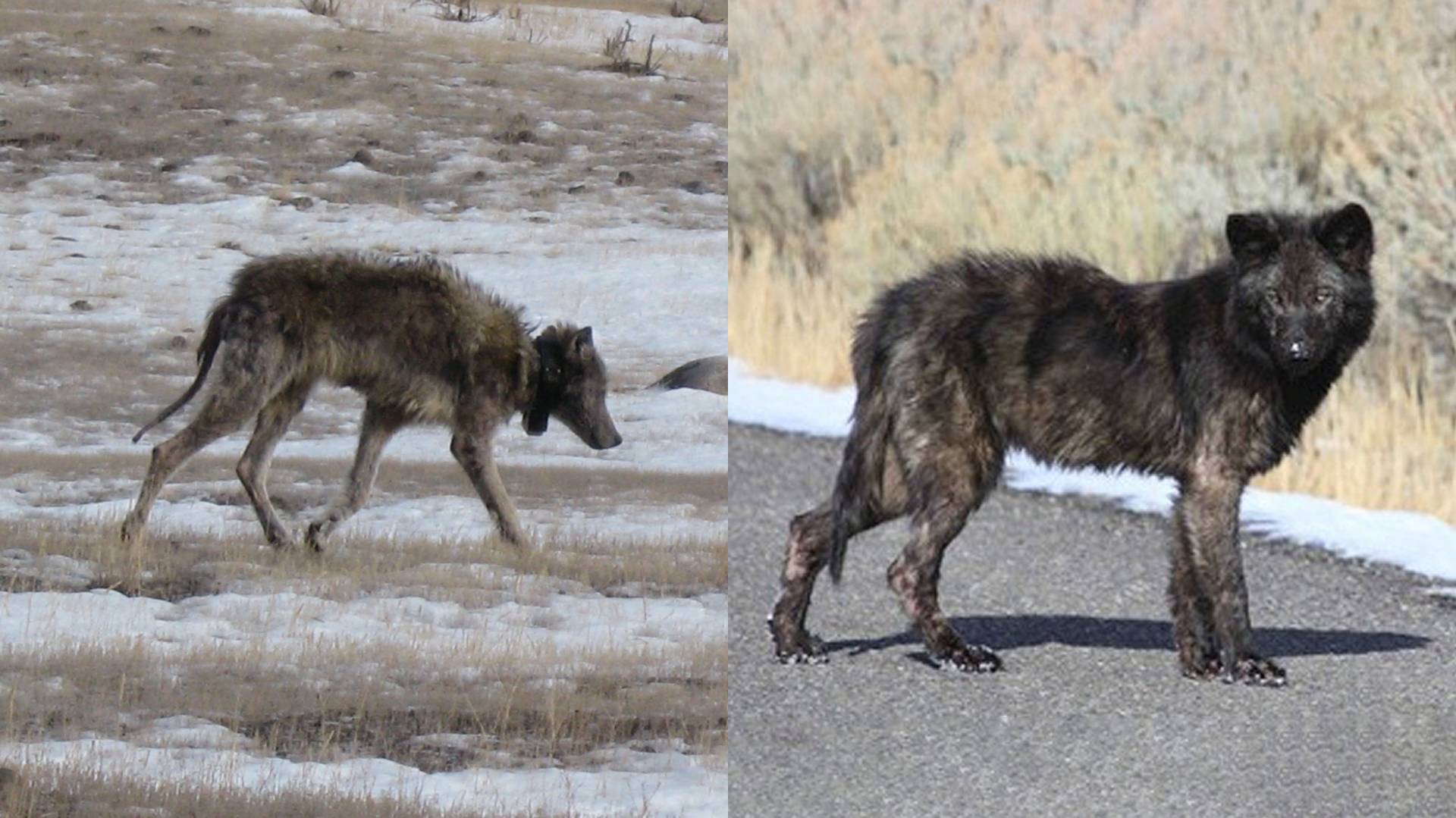 two mangy wolves in Yellowstone National Park