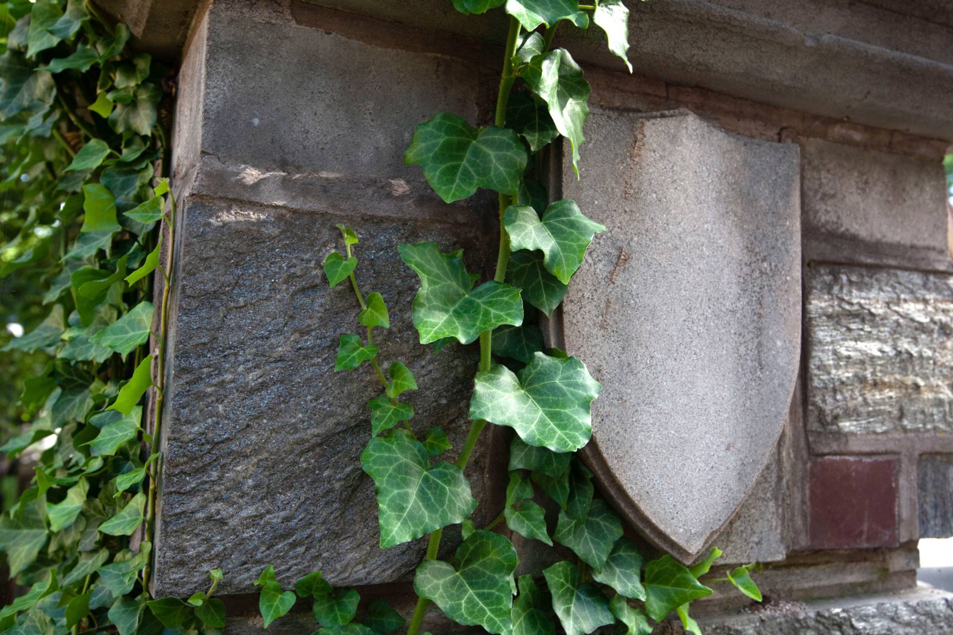 Ivy grows around a shield detail in a stone wall