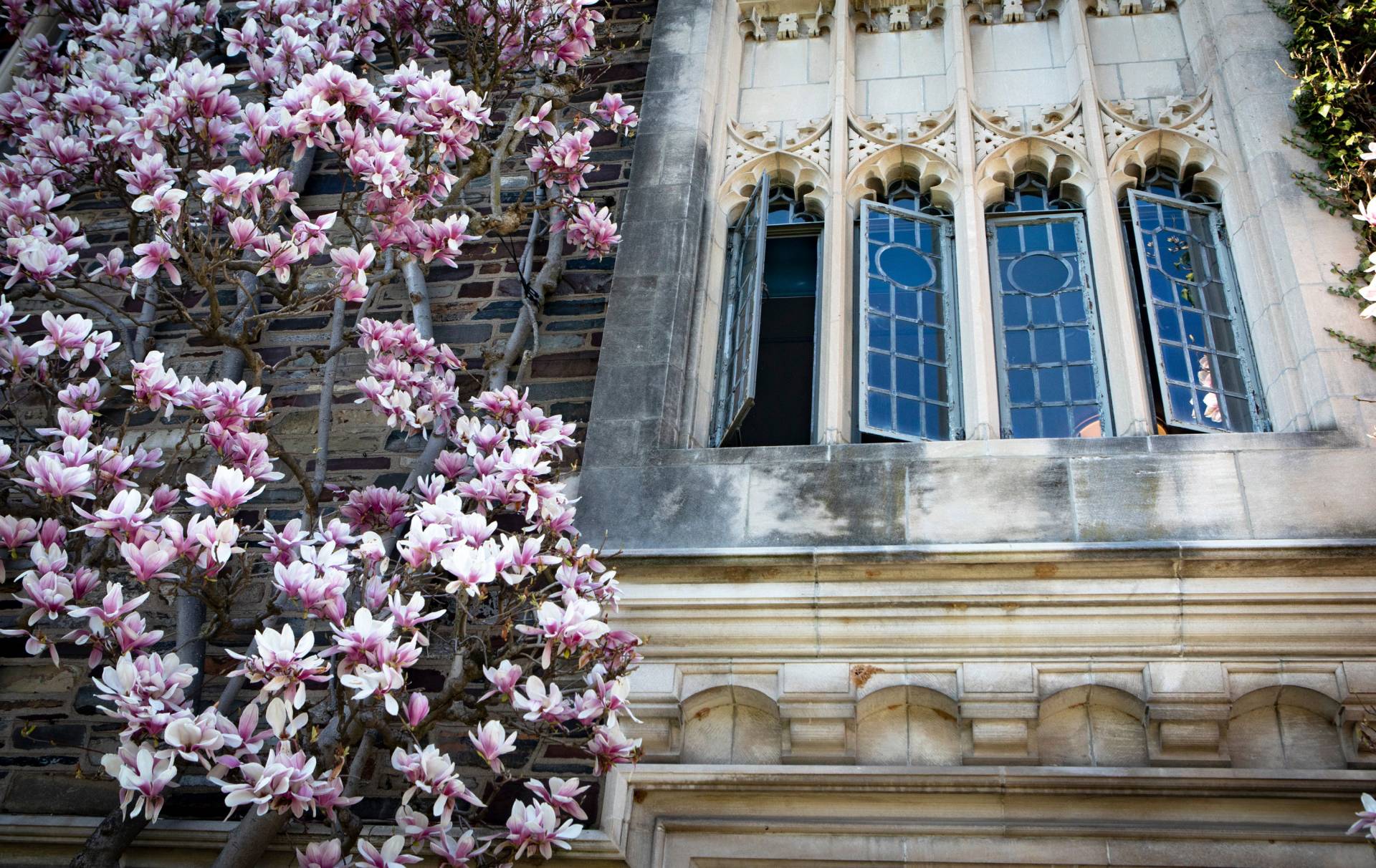 magnolias next to an open neogothic window