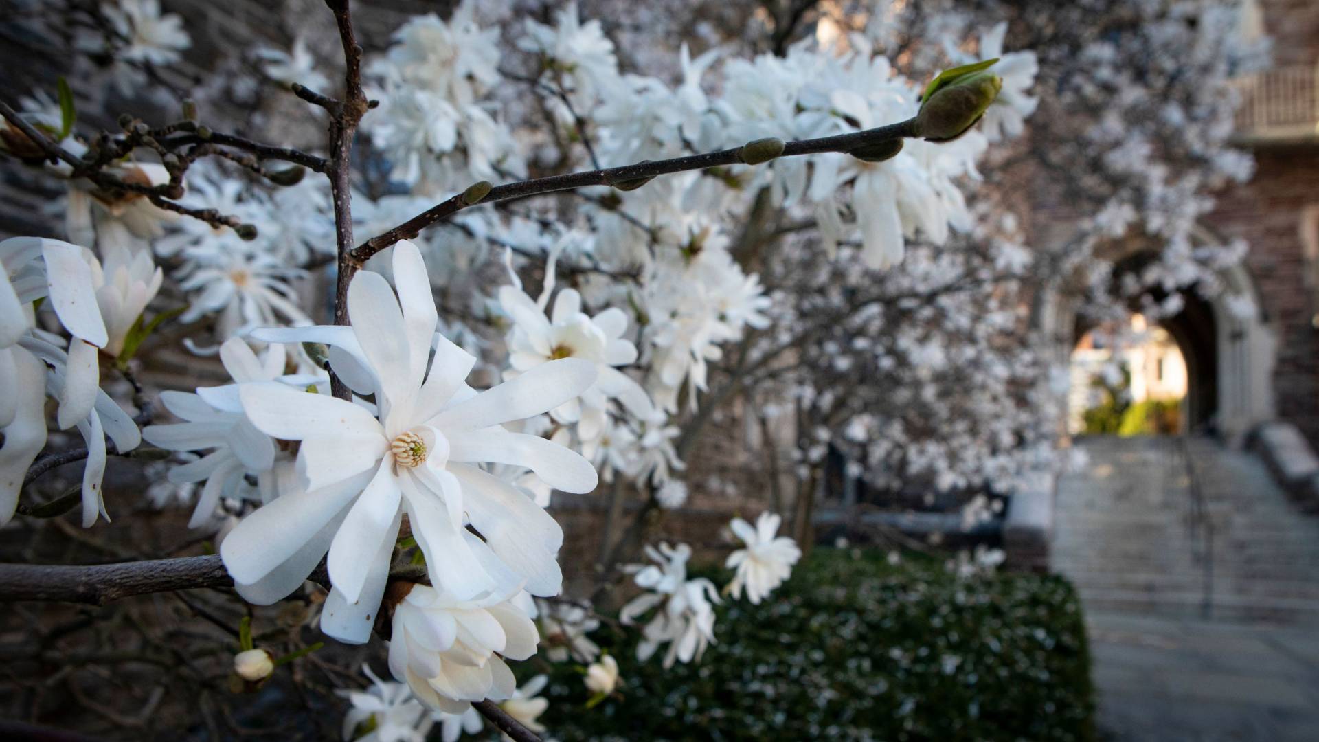 Magnolias bloom on campus