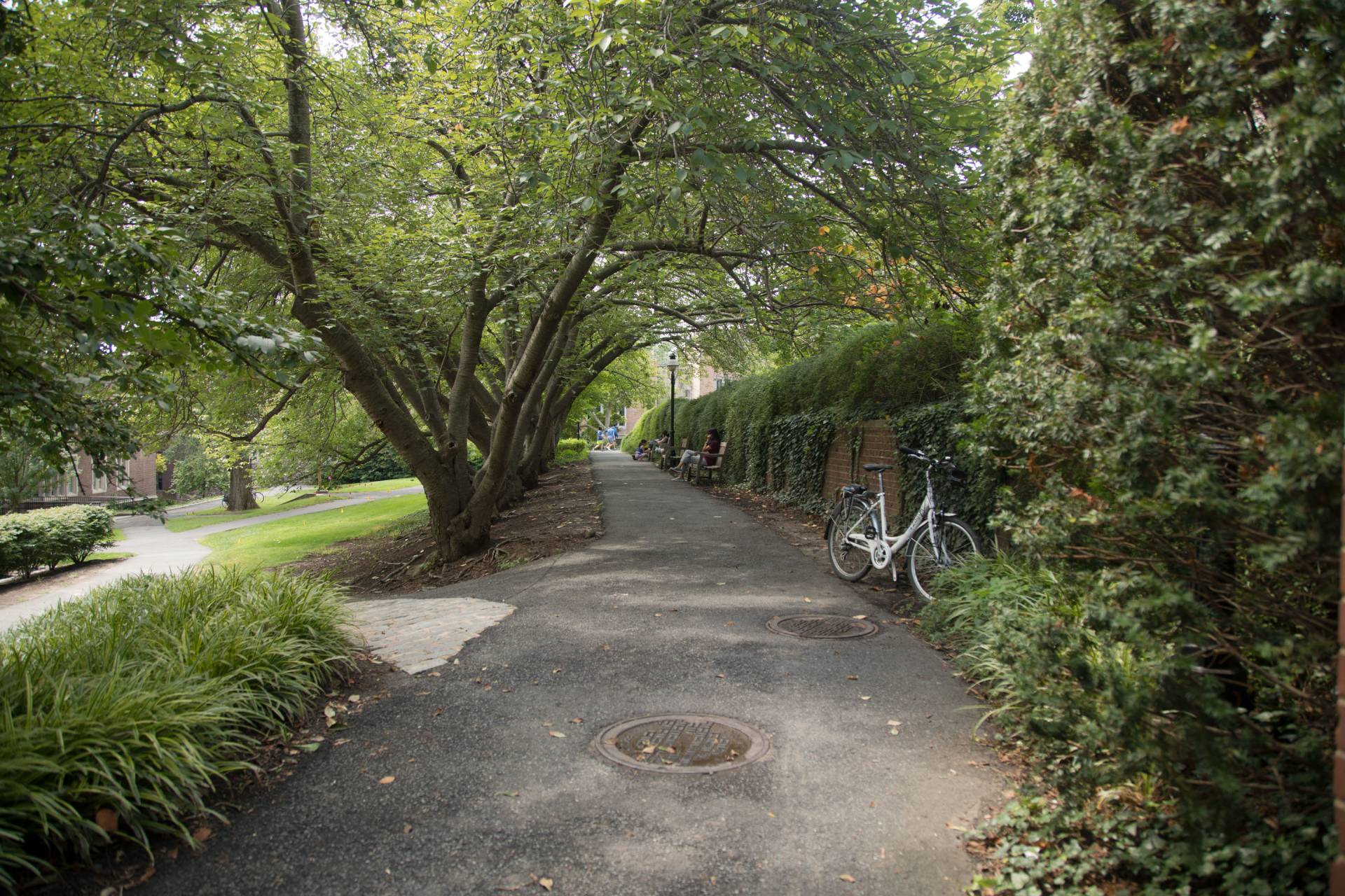 Campus path in summer