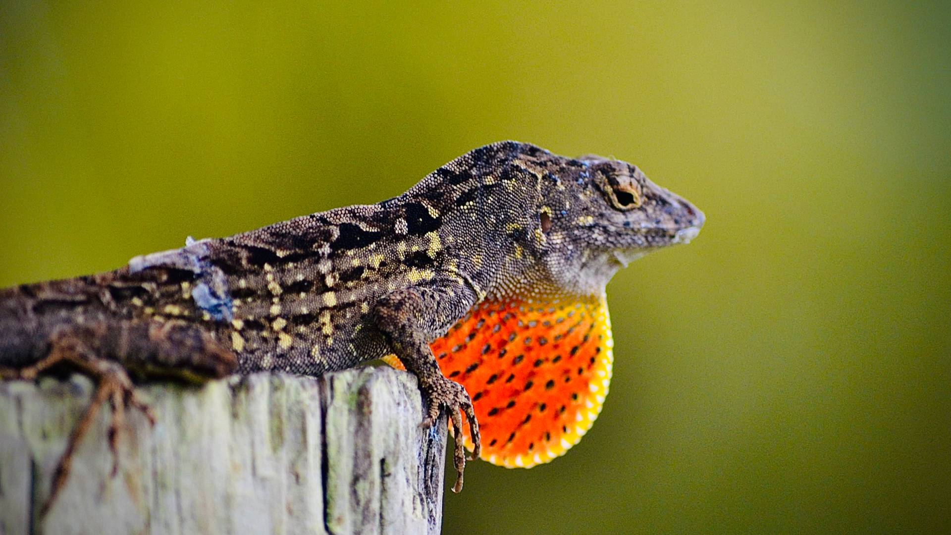 lizard with a bright throat pouch