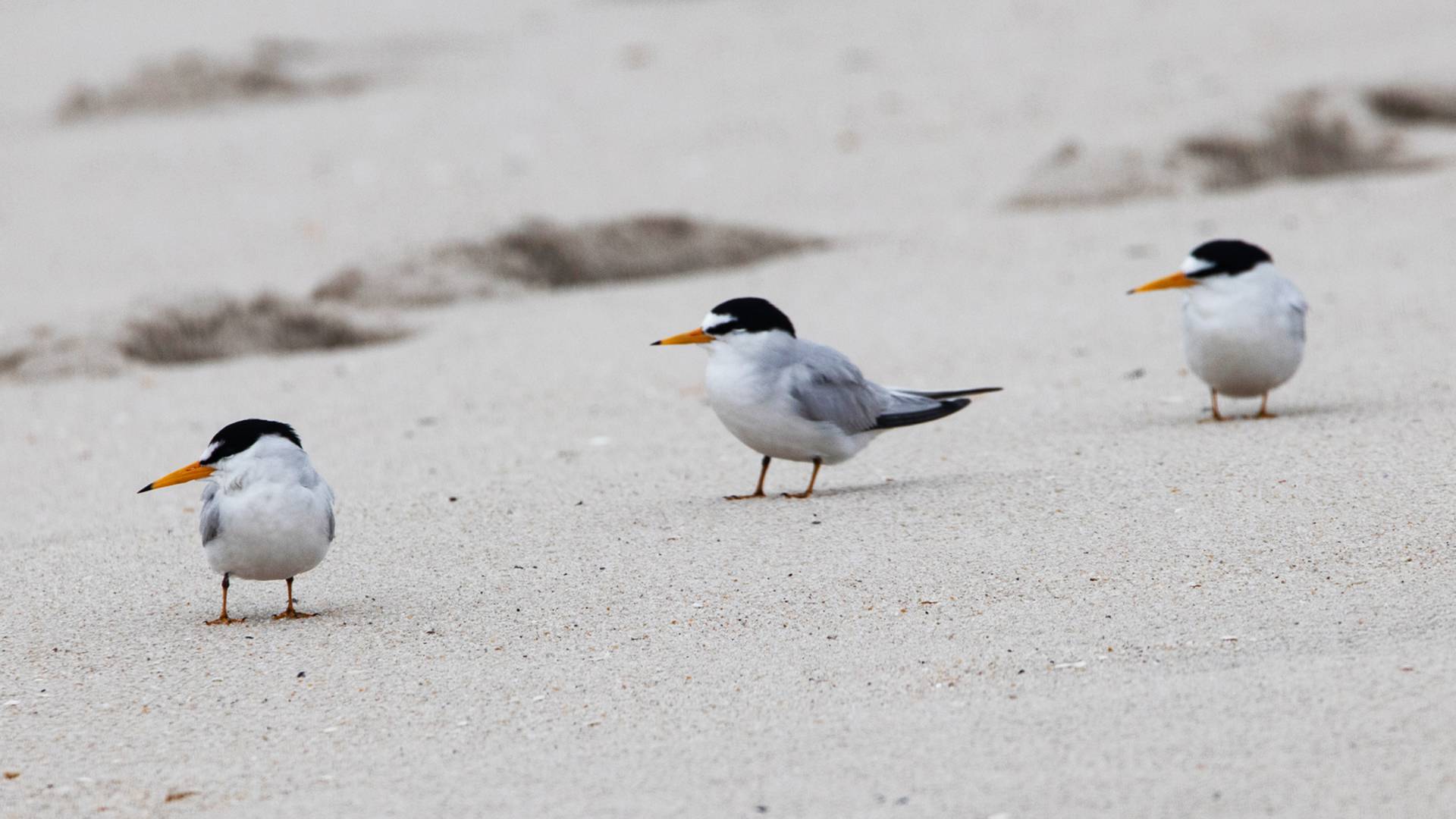 Leat terns on the beach