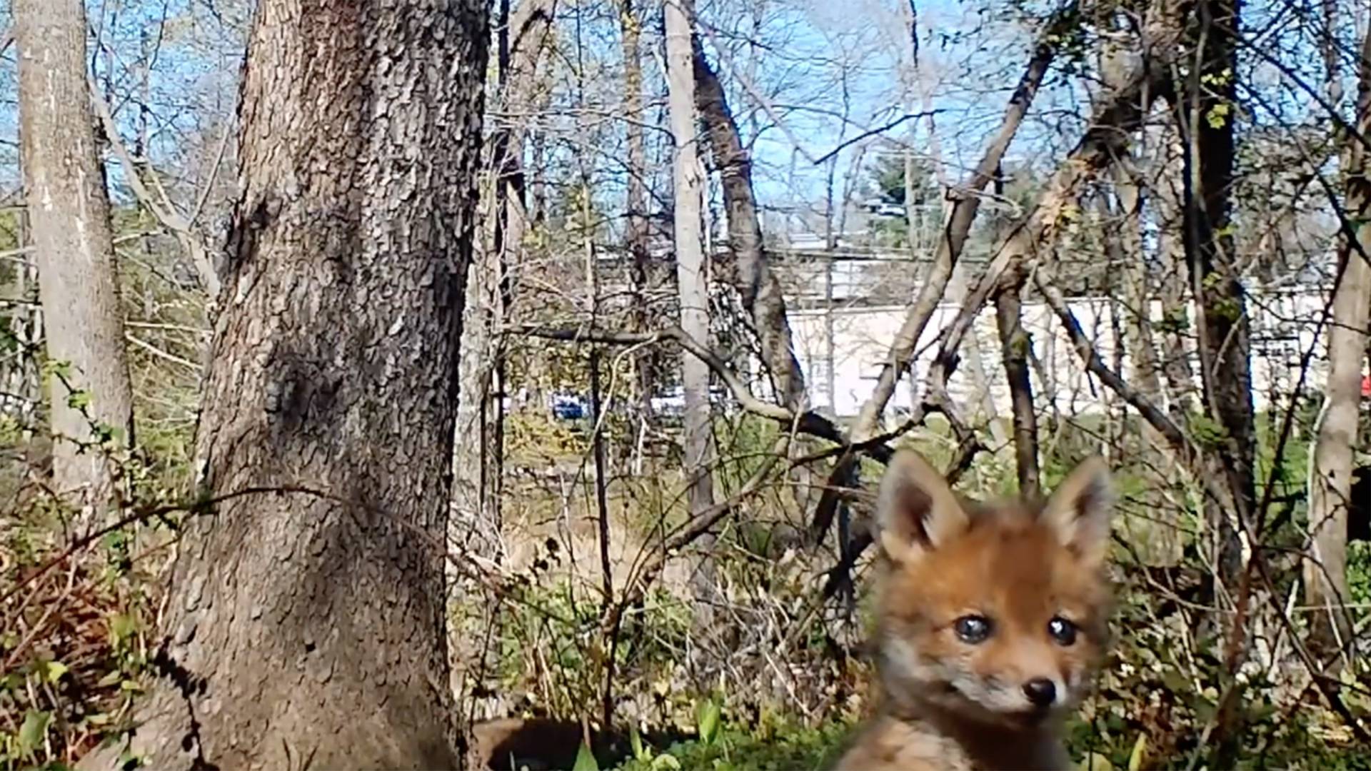 Fox pup looks into the camera