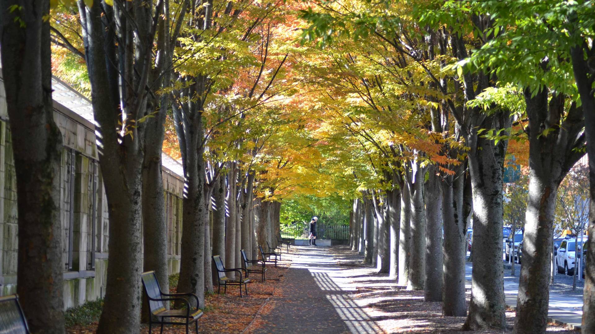 light filters through fall leaves