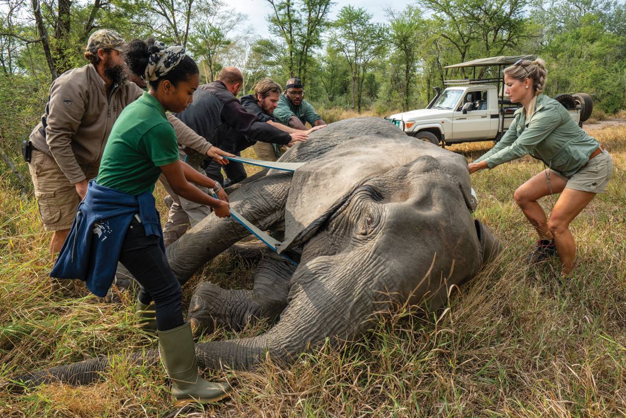 Elephant on the ground surrounded by conservationists.