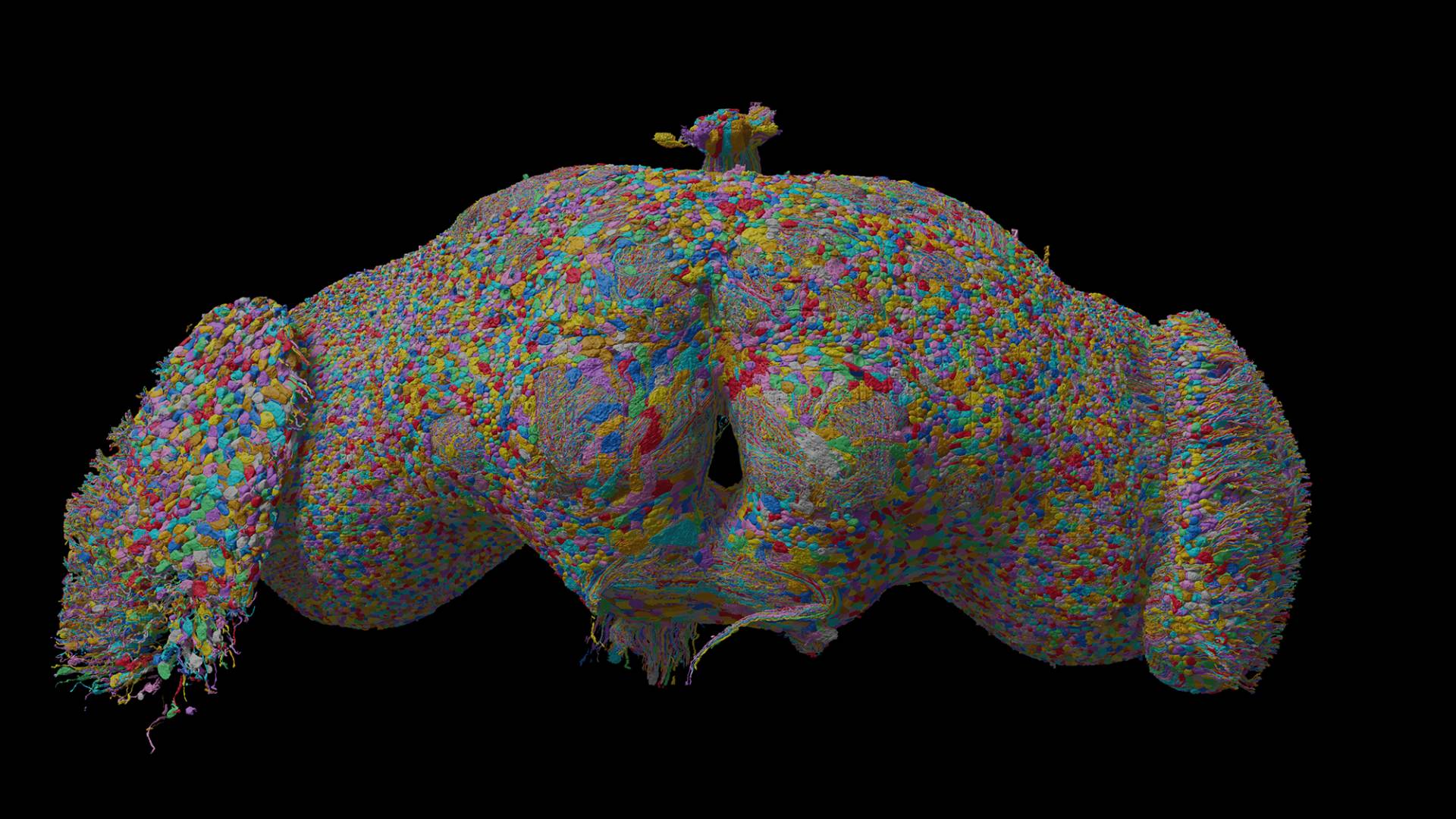 A colorful web of lines tracing out the complete set of neurons and their connections in a fruit fly brain