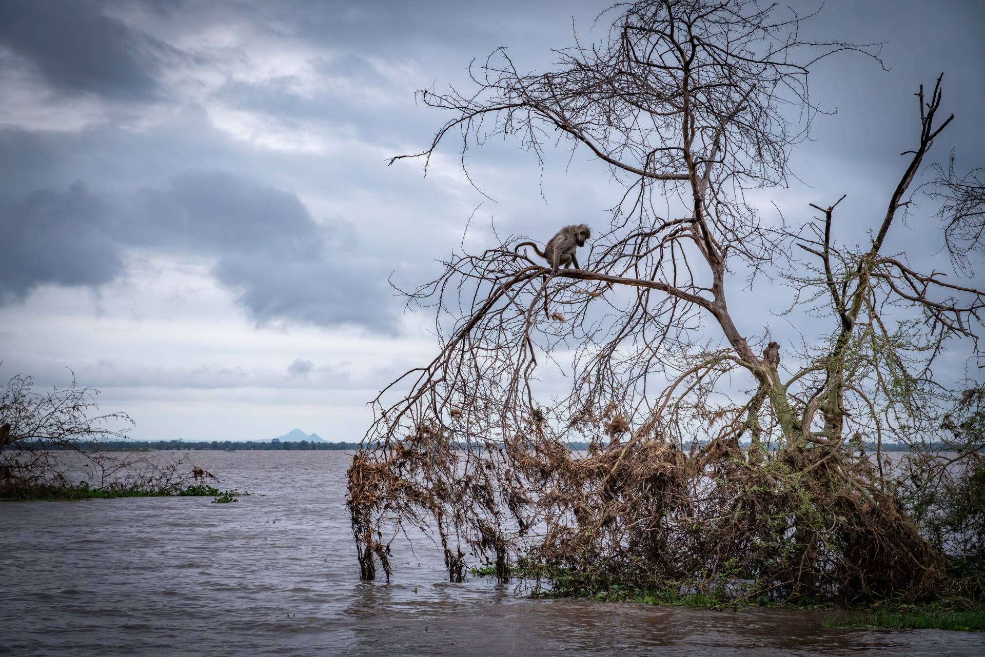 A baboon in a tree during the flooding after cyclone Idai