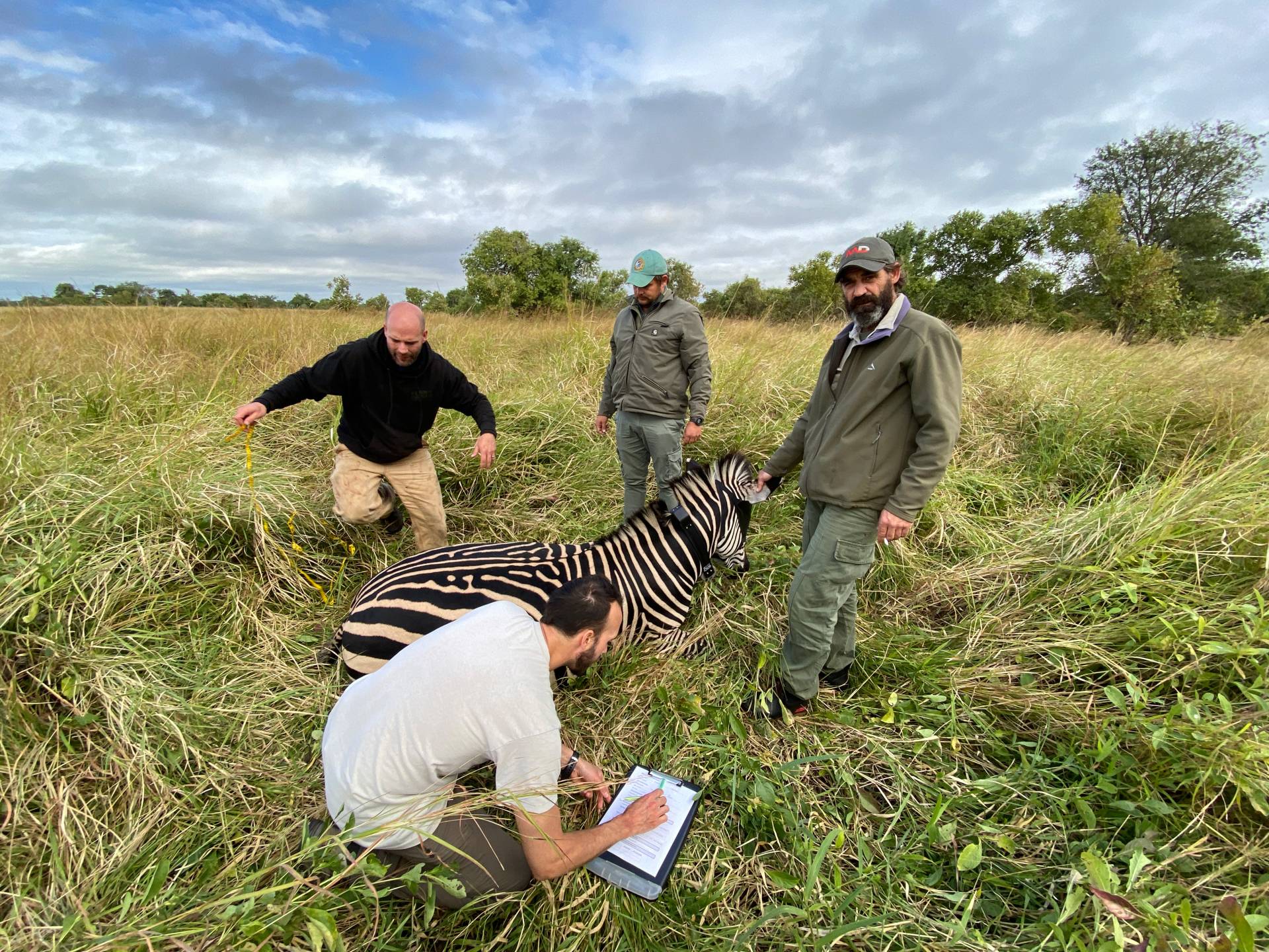 People taking measurements of a zebra's health