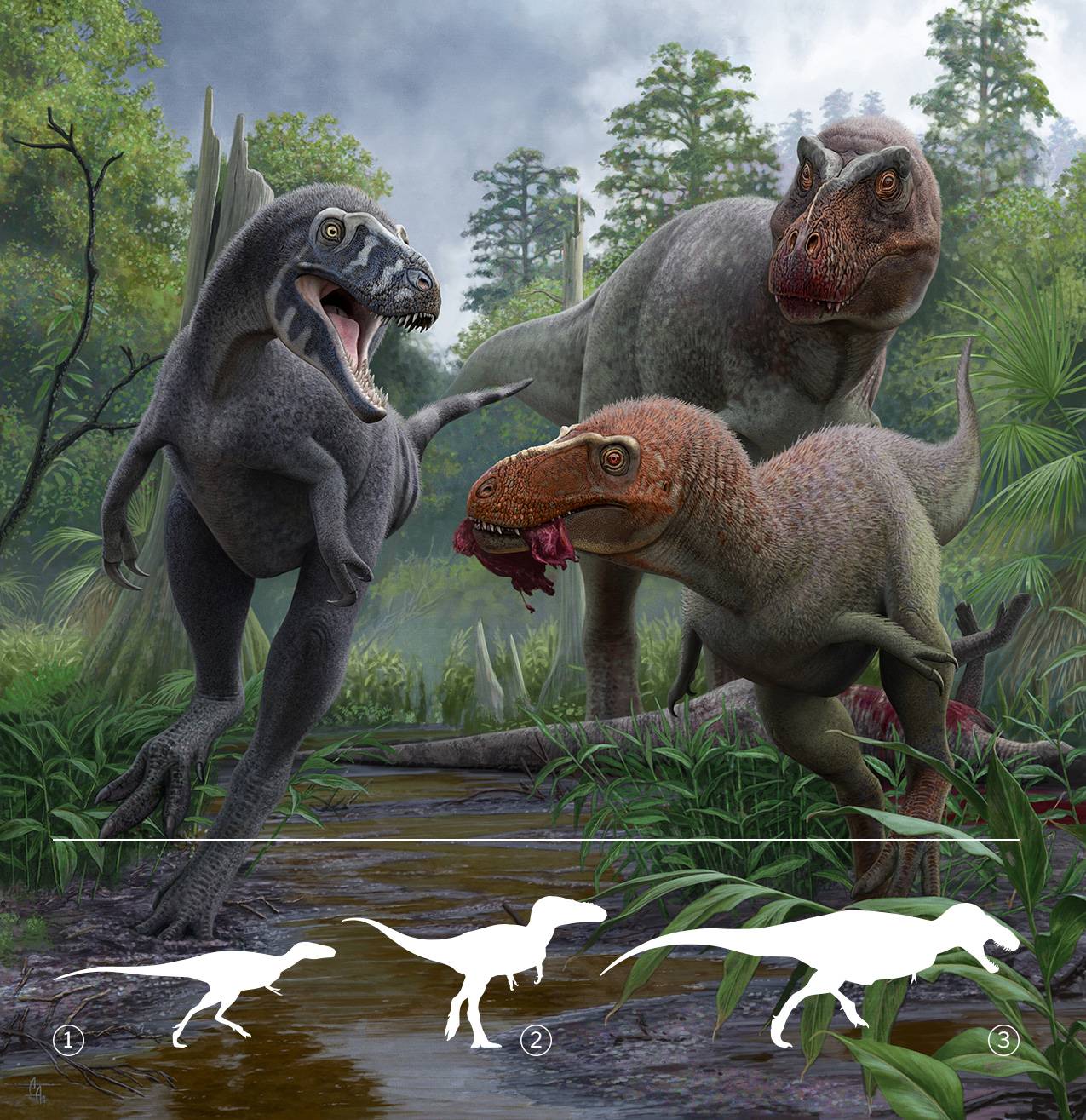 Illustration of three Tyrannosauroids with a small diagram comparing their size differences
