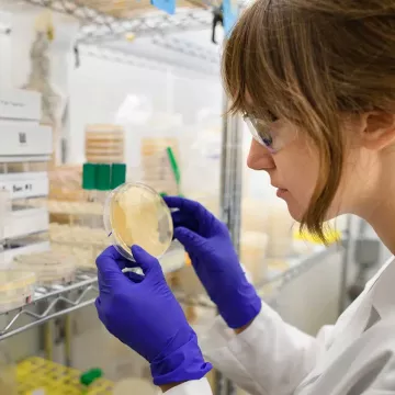 Lab technician reviews a Petri dish.