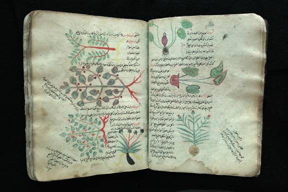 Botanical manuscript