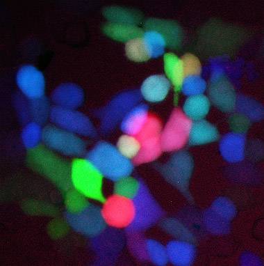 PRV Brainbow infected epithelial cells