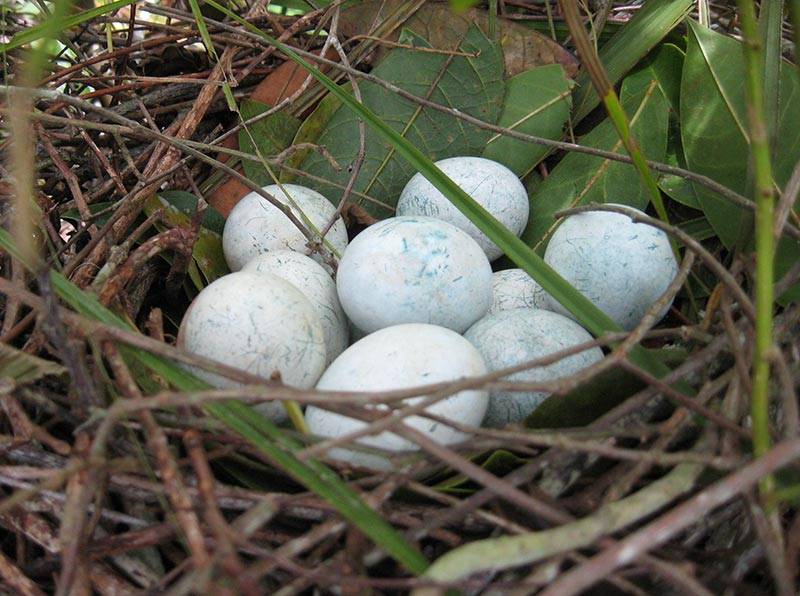 Christina Riehl Ani bird eggs in nest