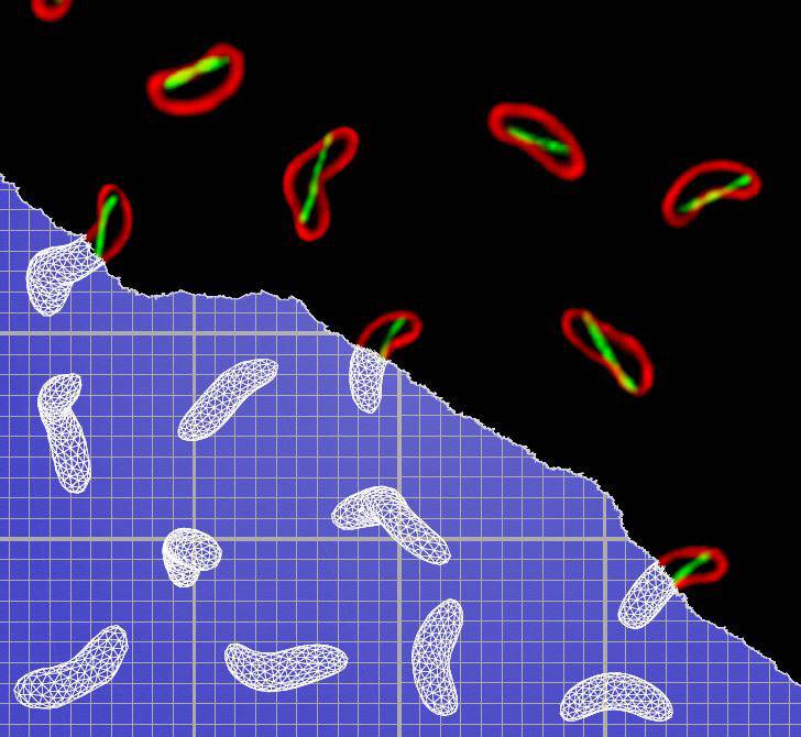 Princeton University researchers have identified the protein that allows <i>Vibrio cholerae</i> — the bacteria behind the life-threatening disease cholera — to morph into a corkscrew shape that allows them to more effectively penetrate their victims' intestines. In the image above, red-stained <i>V. cholerae</i> bacteria (right) exhibit the shape-changing protein (stained green), which the researchers named CrvA. The schematic models (left) highlight the bacteria's twisted shape during infection. <i>...