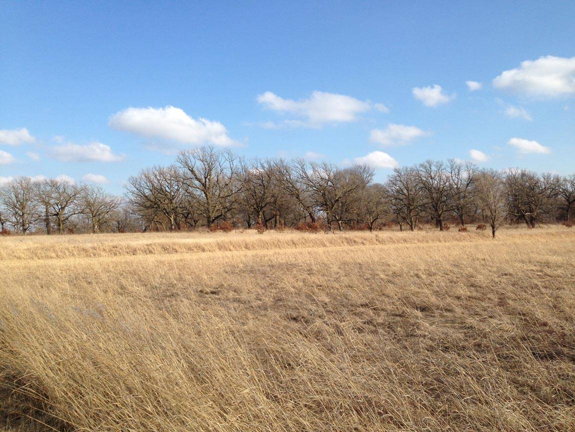 Treebark thickness indicates fireresistance in a hotter future