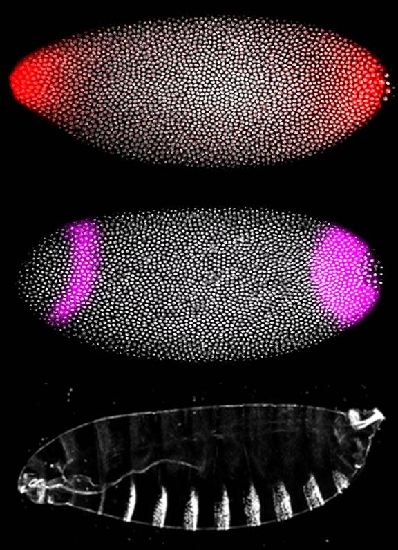 Fruit-fly embryos (above) showed how signals at the early stage of development (red in top photo) activate genes (purple in middle photo) and pattern structures in the fly larva (bottom photo.)