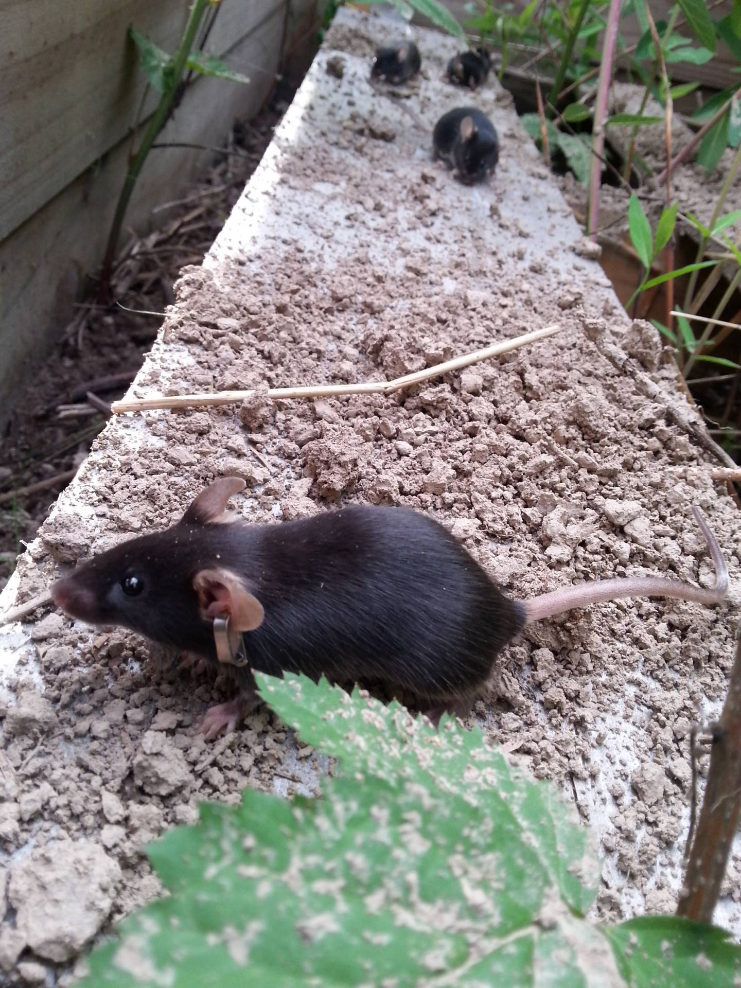Black mouse in garden