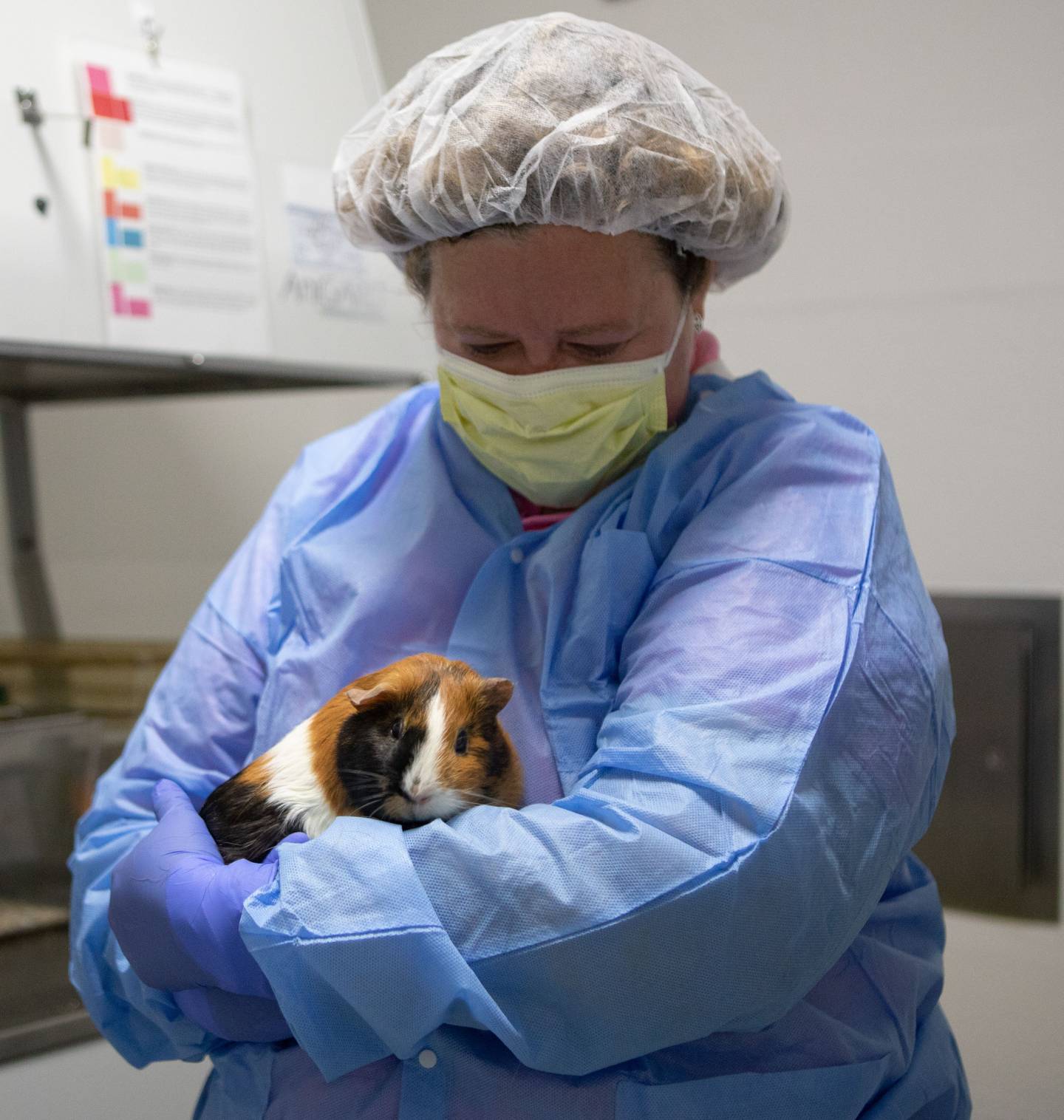 Laura Conour holding a guinea pig