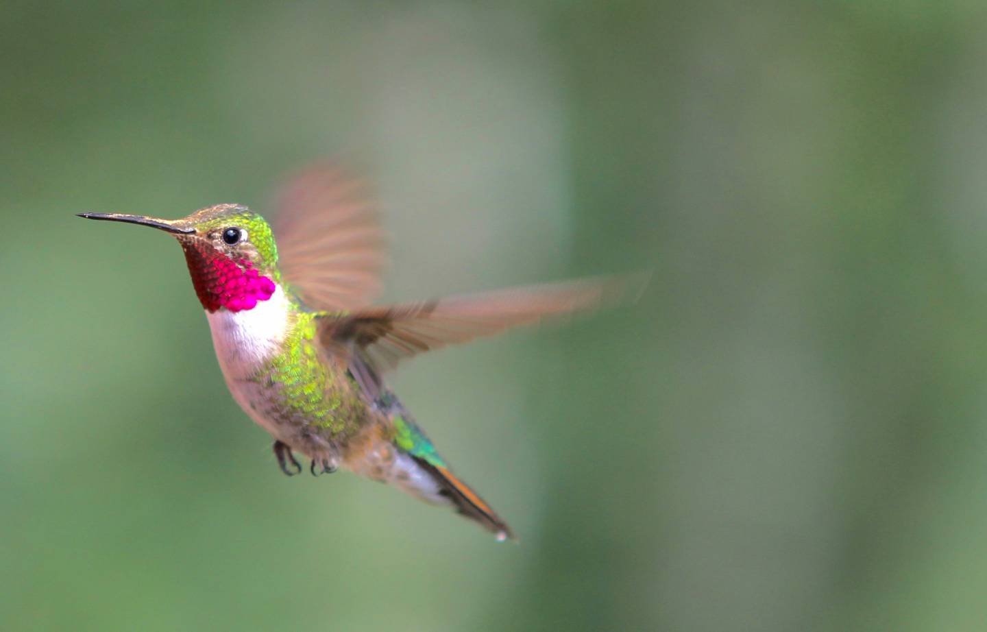 Hummingbirds dive to dazzle females in a highly ...