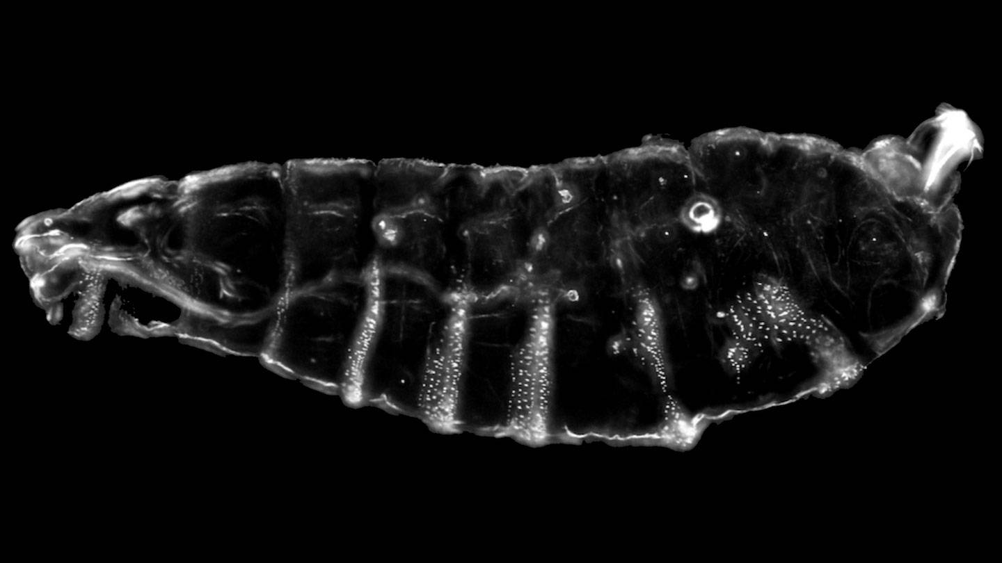 Geneticists pump the brakes on DNA, revealing key developmental process