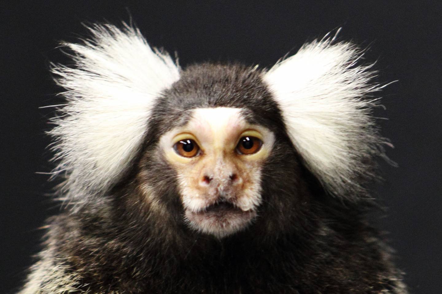 Princeton study suggests that monkeys, like humans, may have 'self