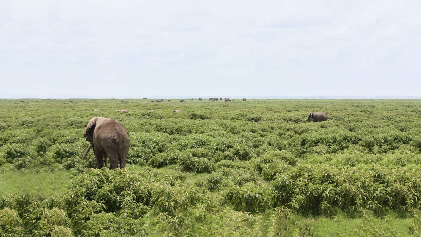 Princeton scientists identify genes behind tusklessness in African elephants facing poaching pressure - Vimarsana News