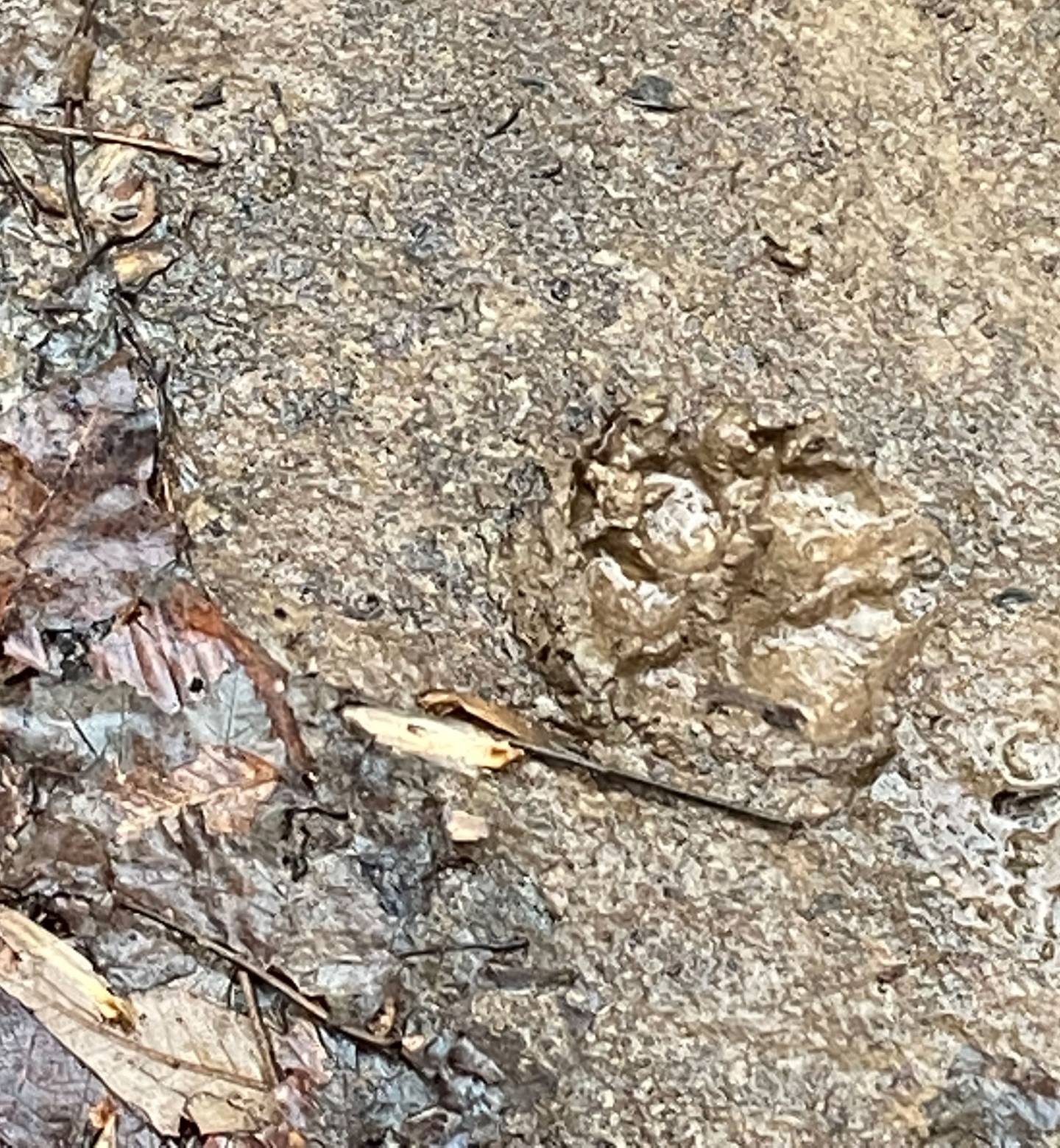 a dog's print in the mud