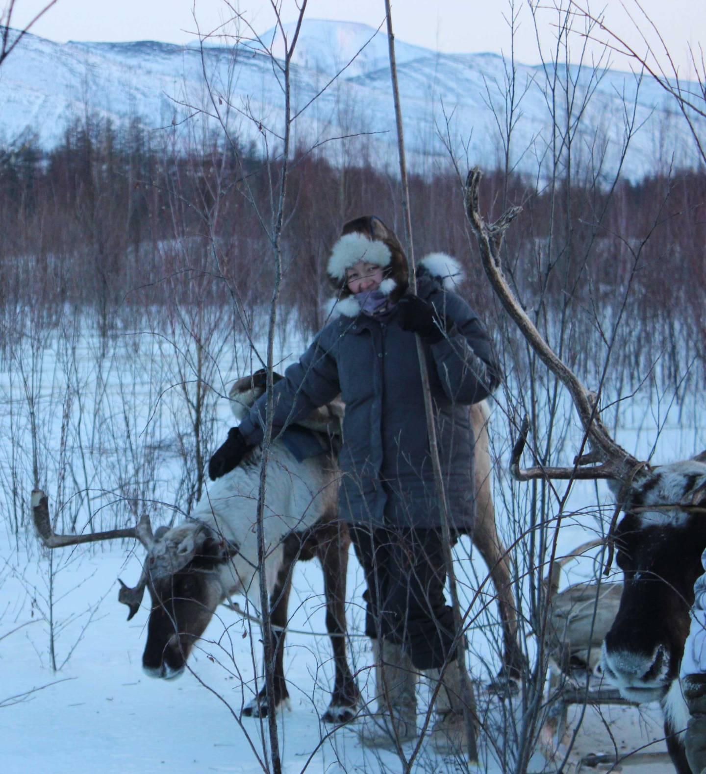 Ulturgasheva among the reindeer